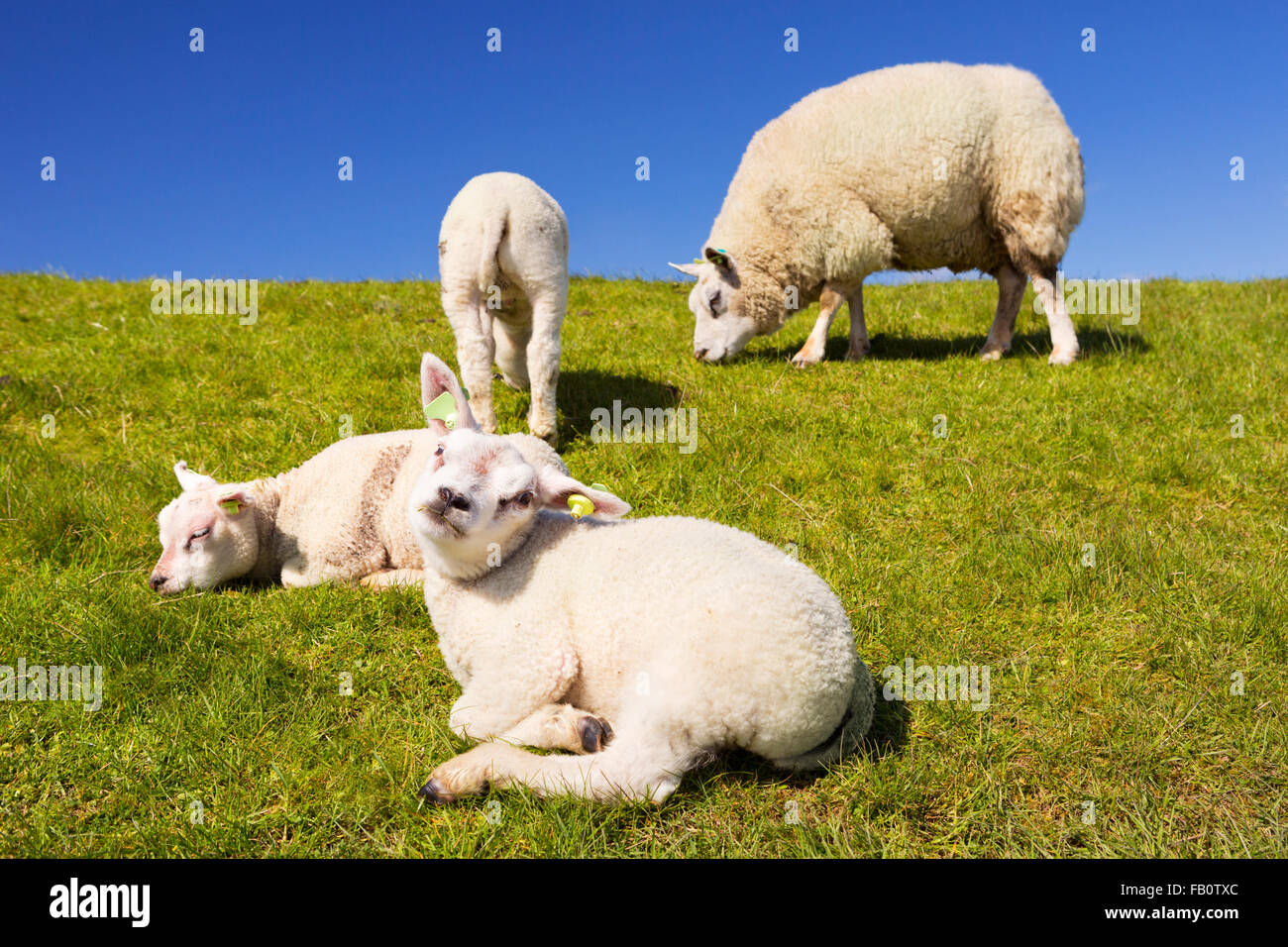 Texel sheep and lambs in the grass on the island of Texel in The Netherlands on a sunny day. Stock Photo