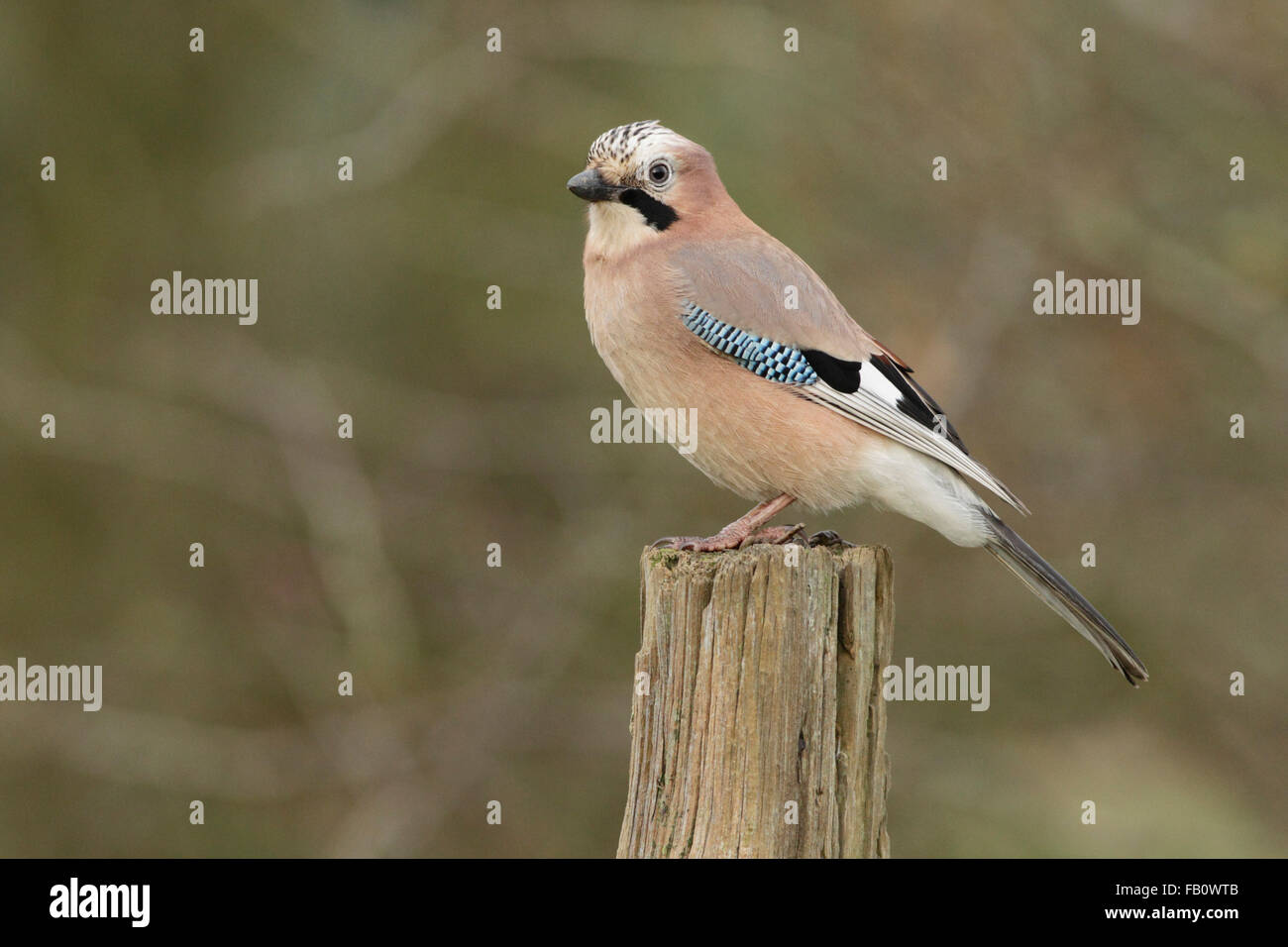 Eurasian Jay (Garrulus glandarius) adult, perched on post, West Yorkshire, UK, November Stock Photo