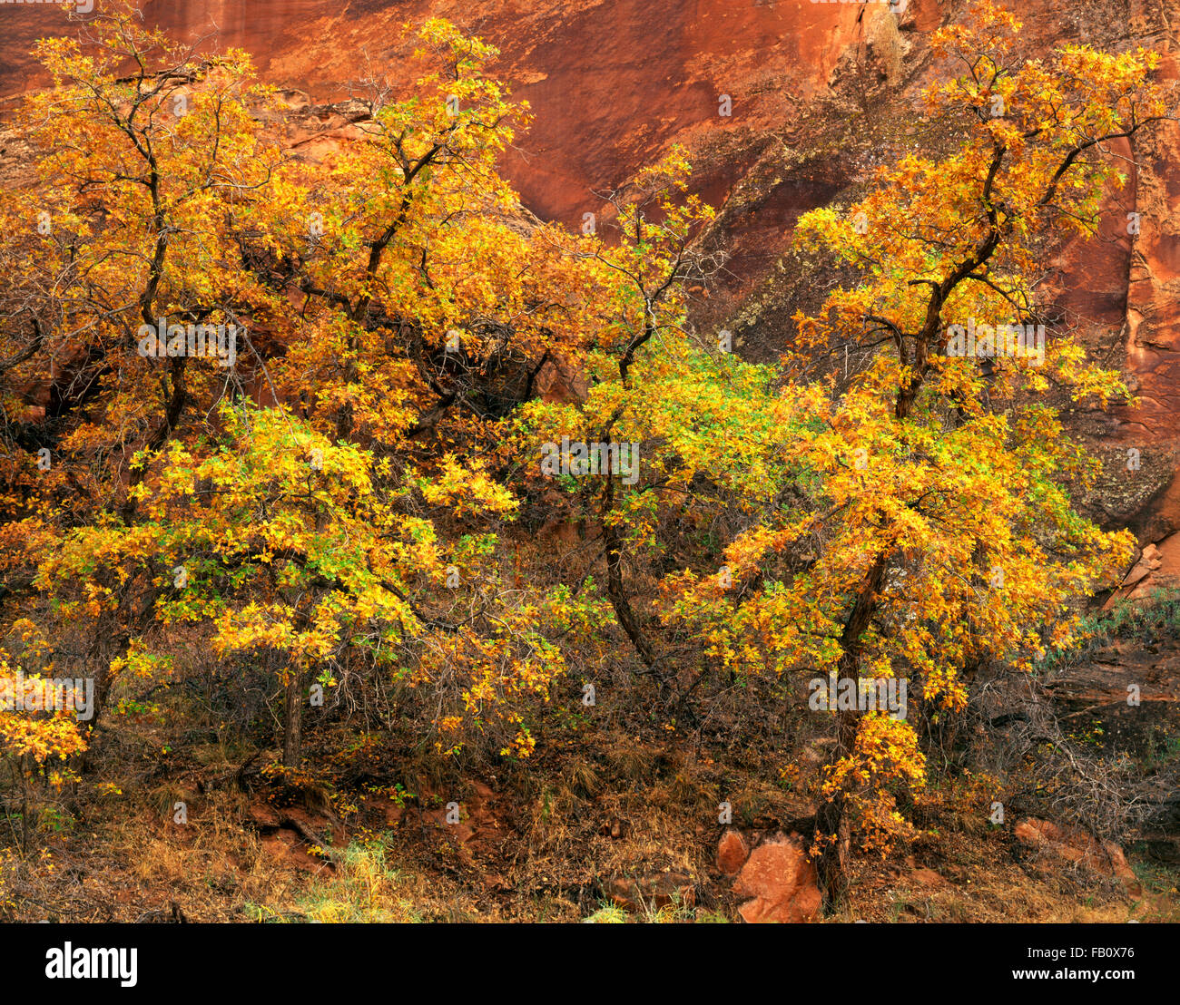 Gambel oaks in fall hires stock photography and images Alamy