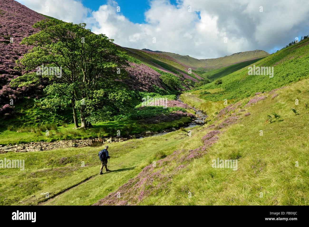A lone walker setting out at the bottom of Fairbrook in the Peak District. A route to the northern edge of Kinder Scout. Stock Photo