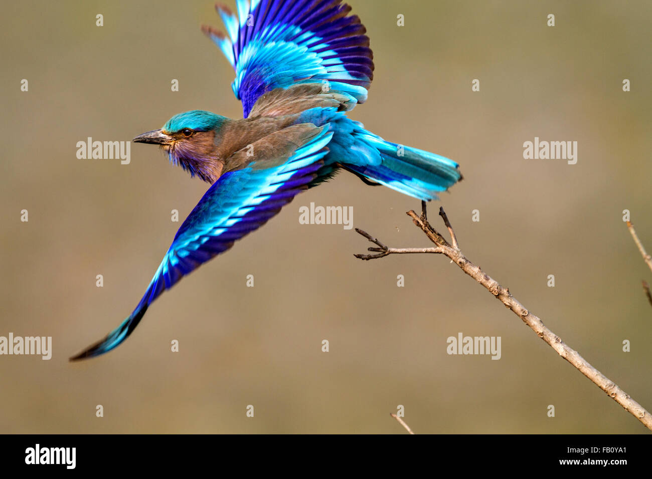 Kaziranga bird hi-res stock photography and images - Alamy