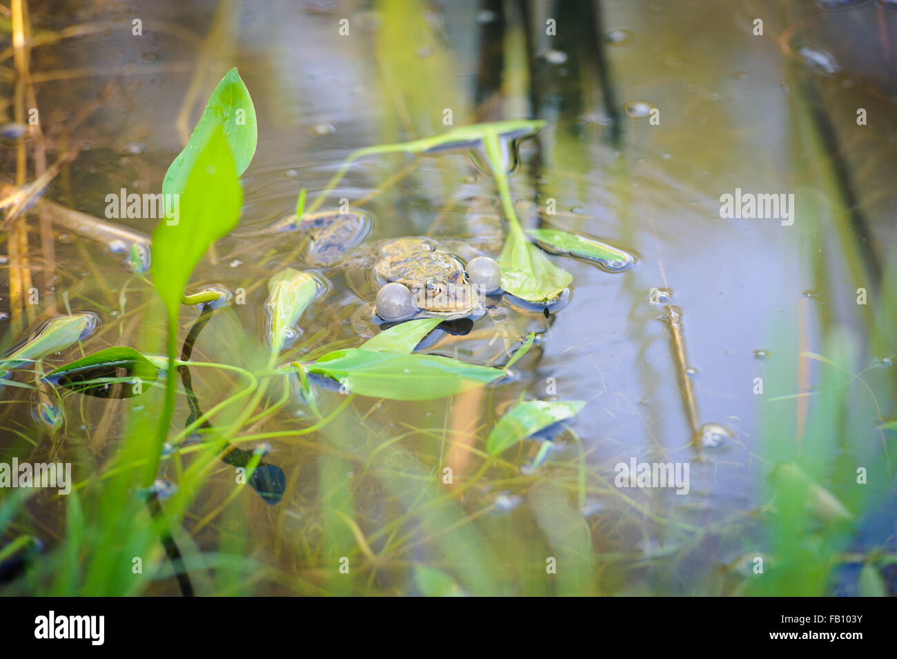 green edible frog, also known as the Common Water Frog , sits on water Stock Photo