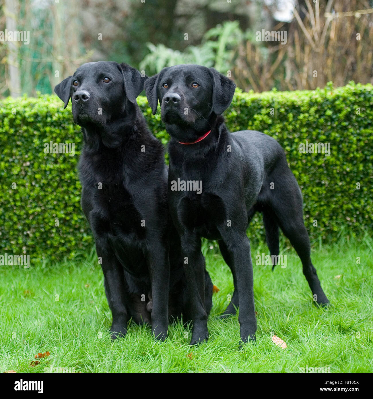 information on labrador retrievers