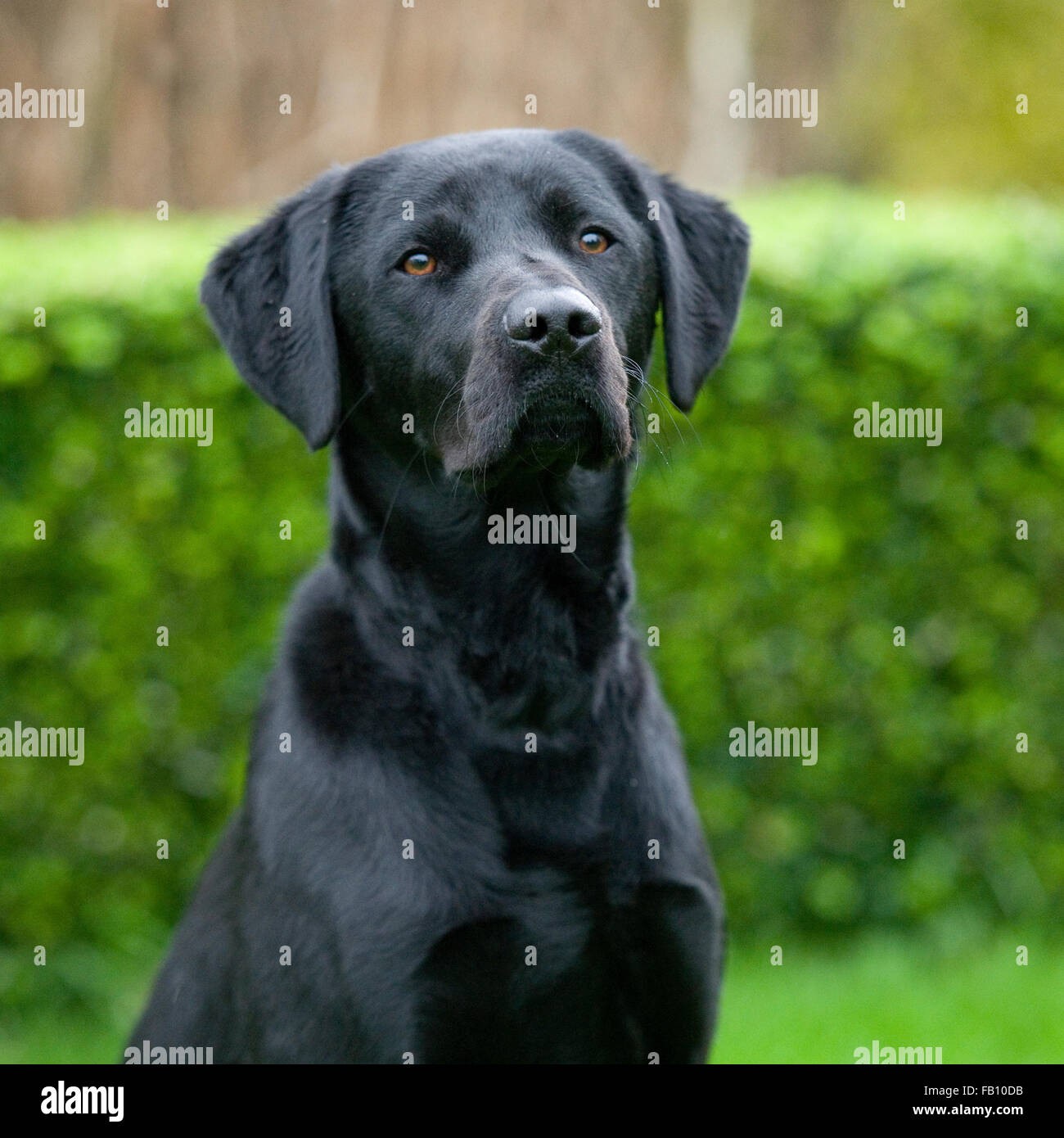 black Labrador retriever Stock Photo - Alamy