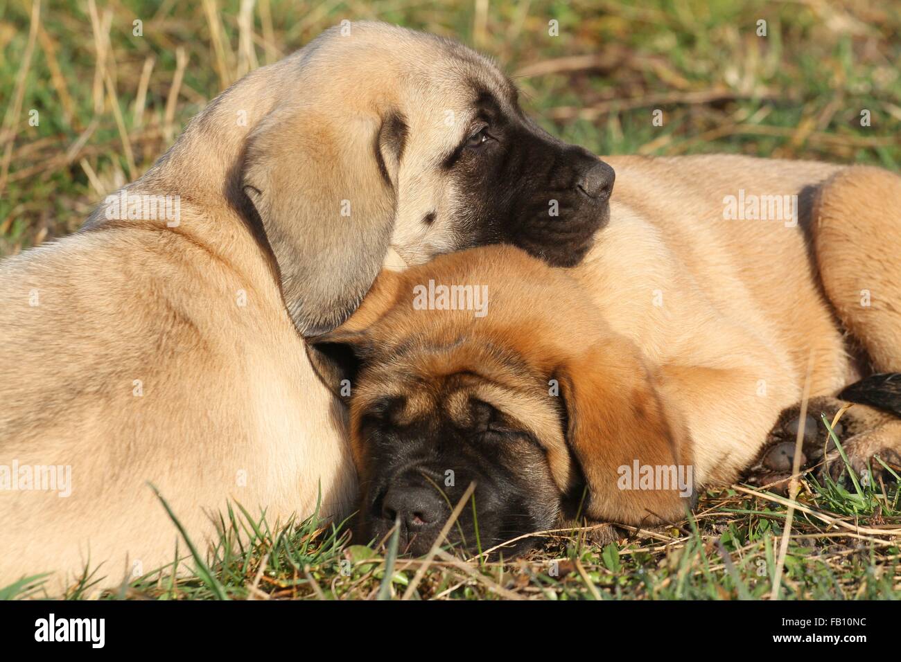 How Much Do English Mastiffs Sleep