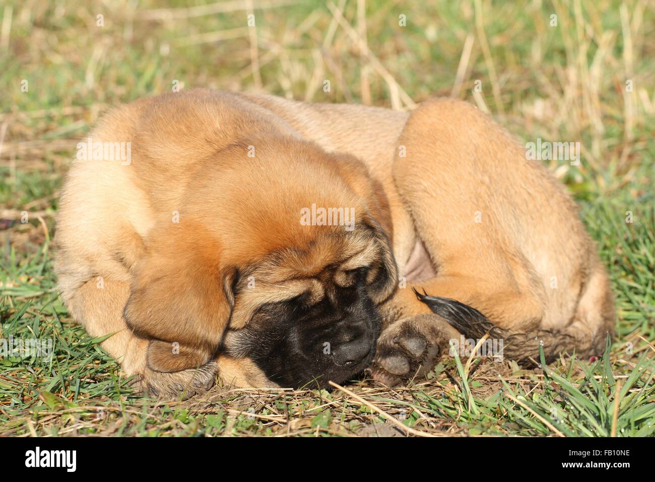 do english mastiff puppies sleep a lot