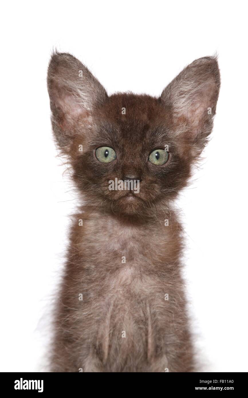 LaPerm Kitten Stock Photo