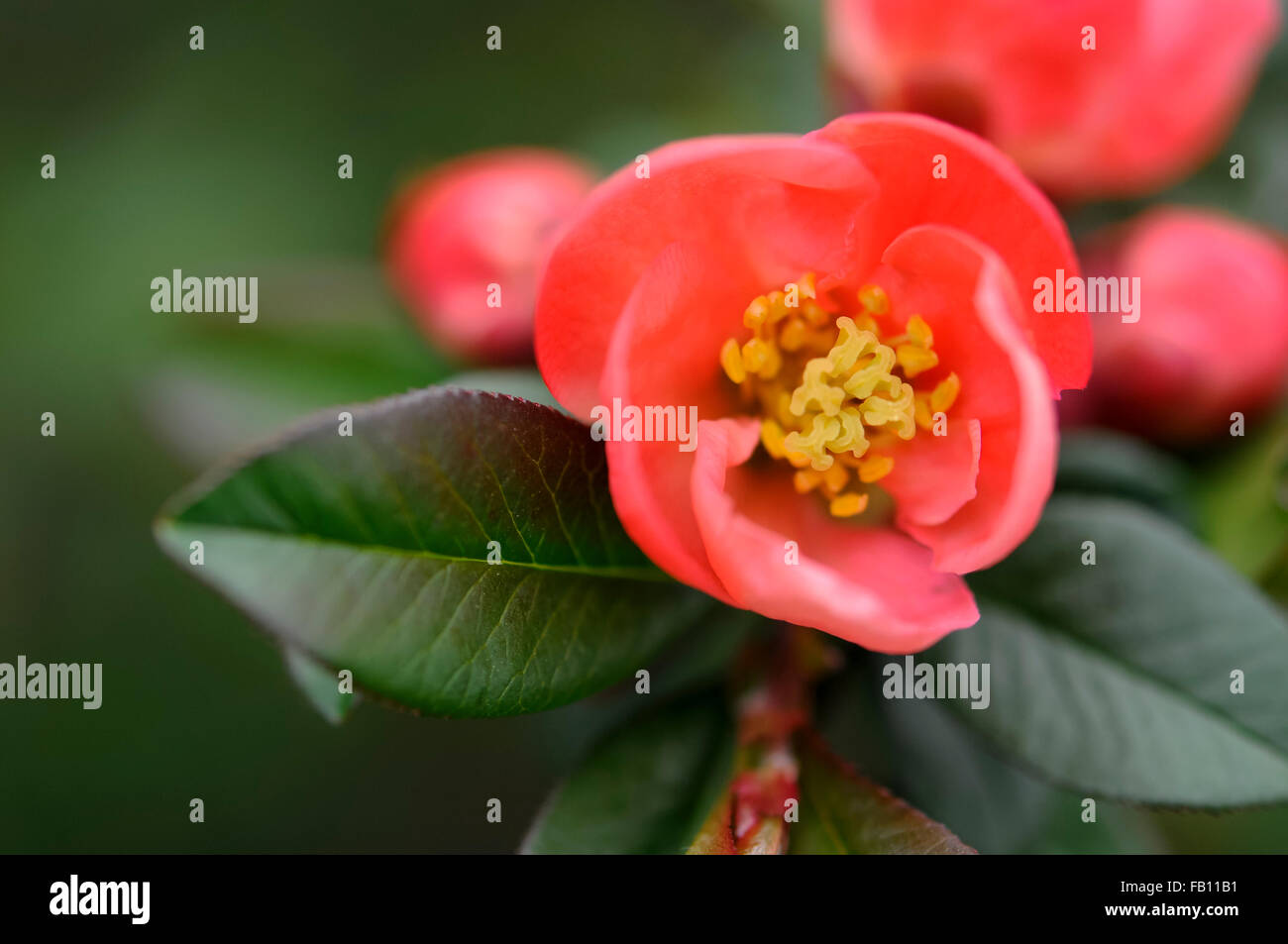 Soft apricot coloured bloom of a Japanese Quince flower (Chaenomeles Superba). Stock Photo