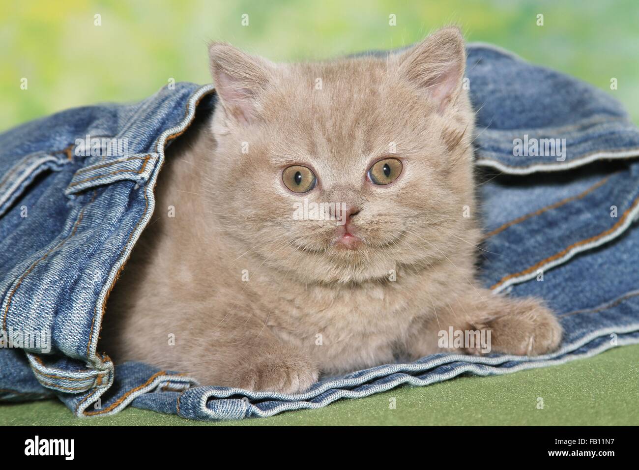 Lilac British Shorthair Cat Lying Stock Photos Lilac British