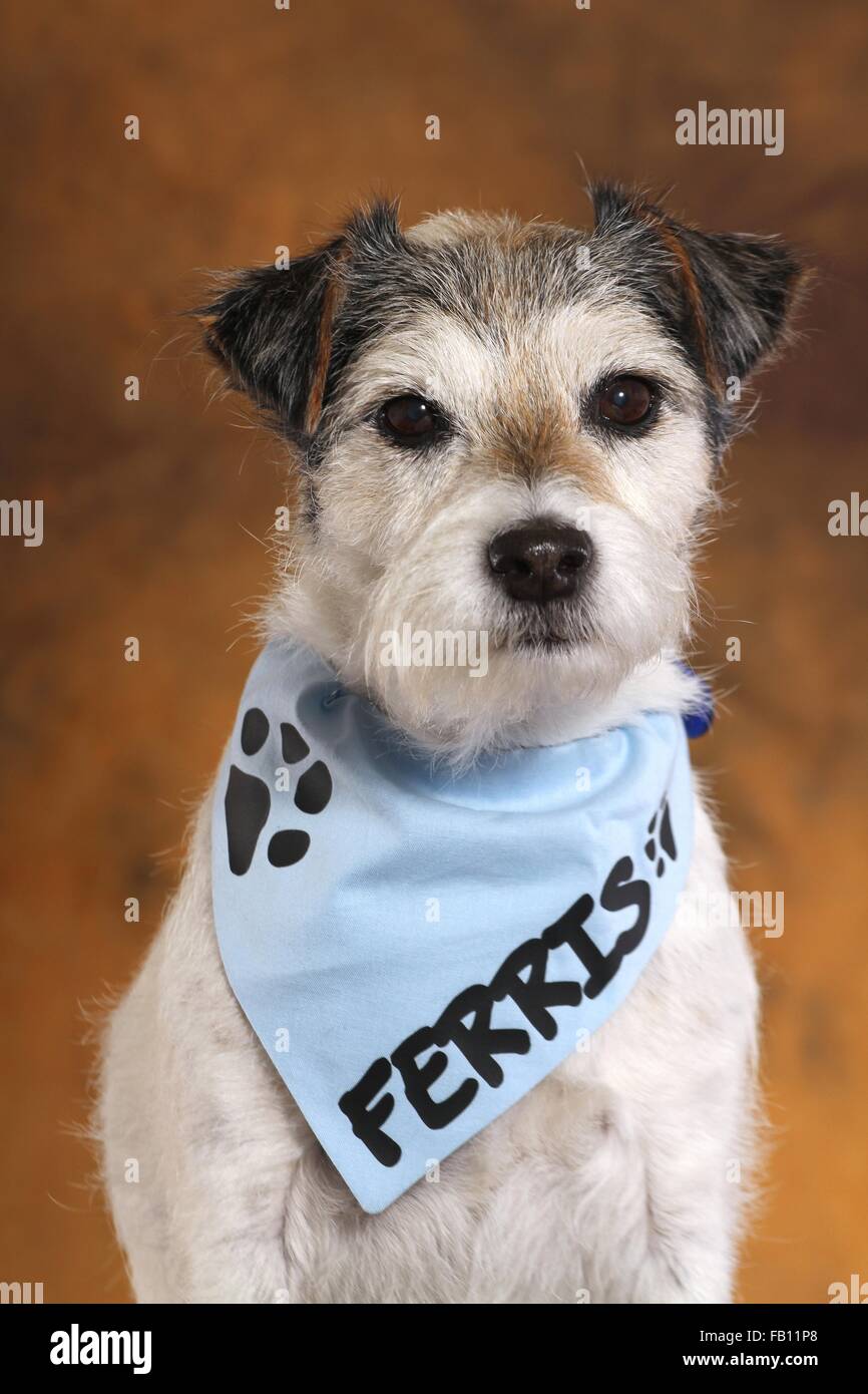 Parson Russell Terrier Portrait Stock Photo