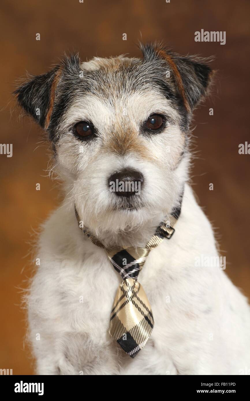 Parson Russell Terrier Portrait Stock Photo