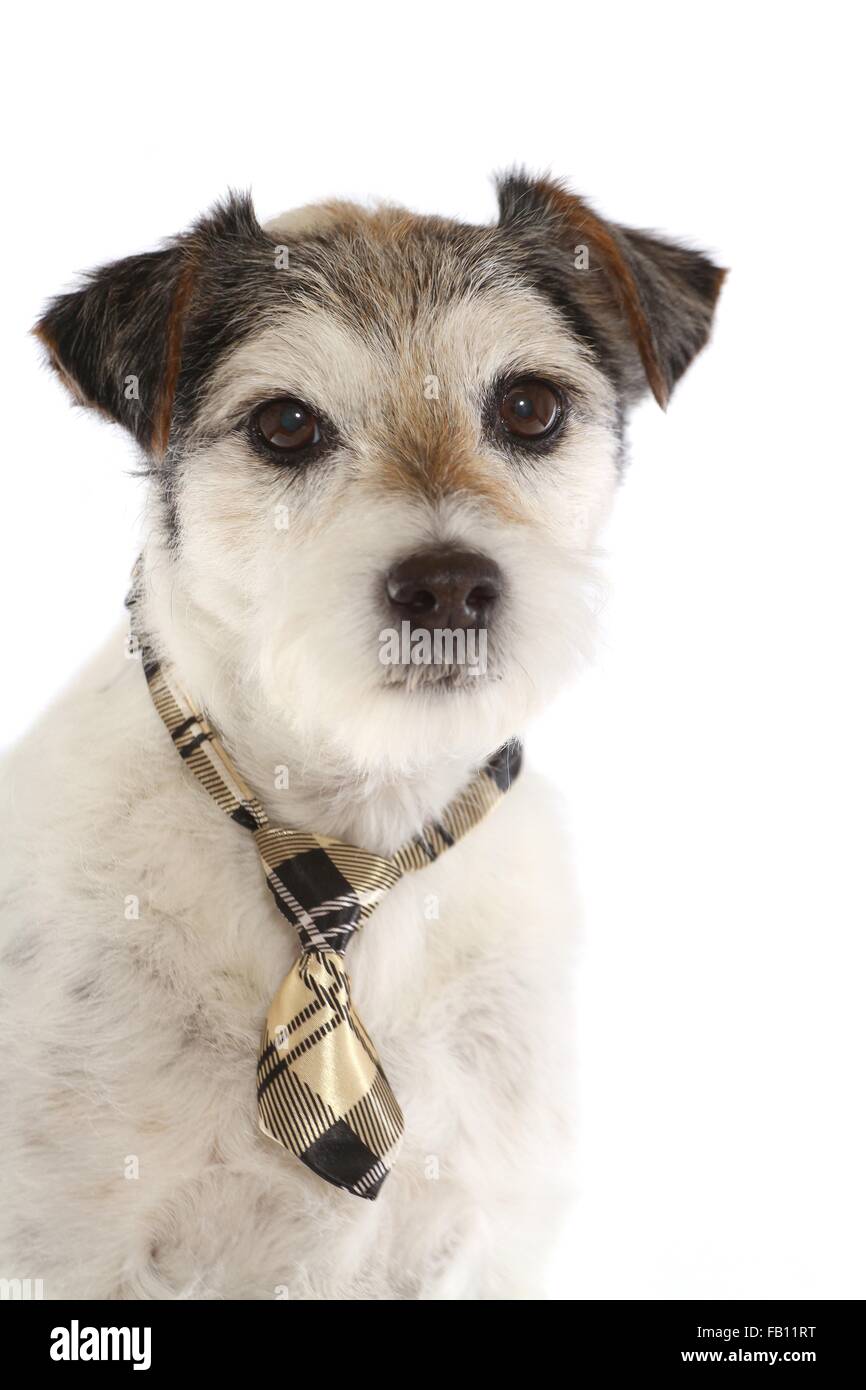 Parson Russell Terrier Portrait Stock Photo