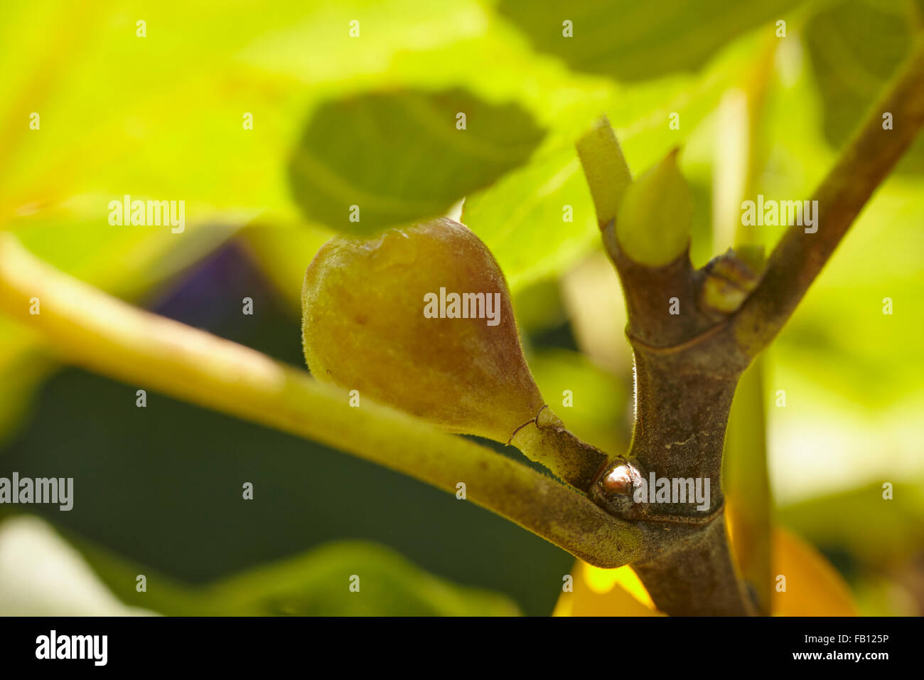 A fig fruiting on a tree. Stock Photo