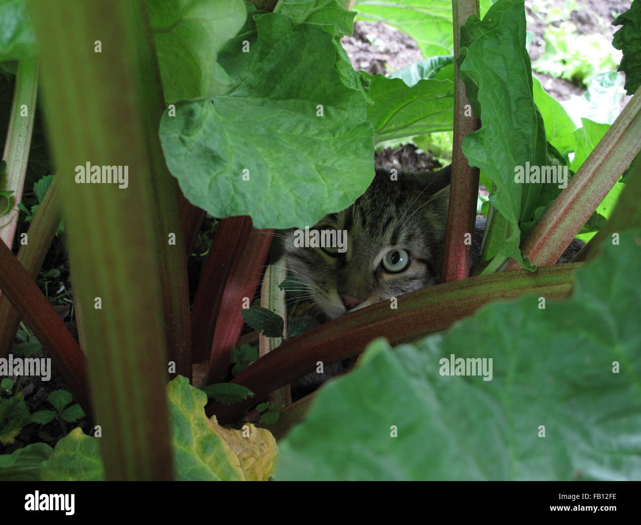 Tabby cat peeking through rhubarb in vegetable patch Stock Photo