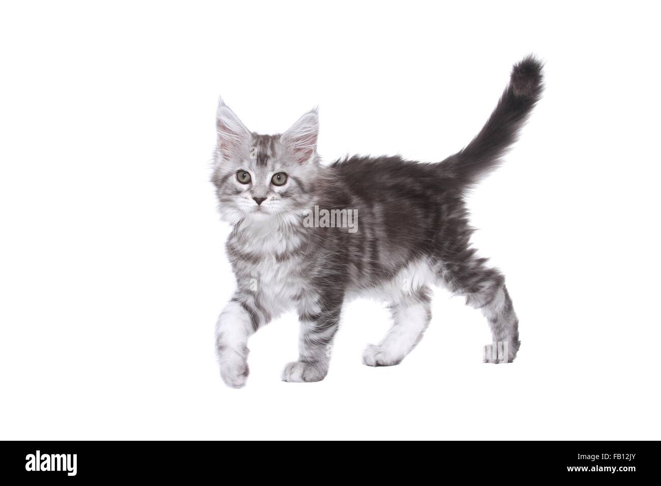 walking Maine Coon Kitten Stock Photo Alamy
