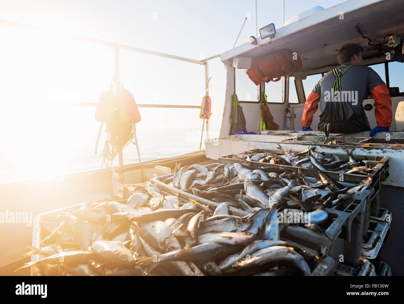 Crates of fish on boat with fisherman standing in background Stock Photo Alamy