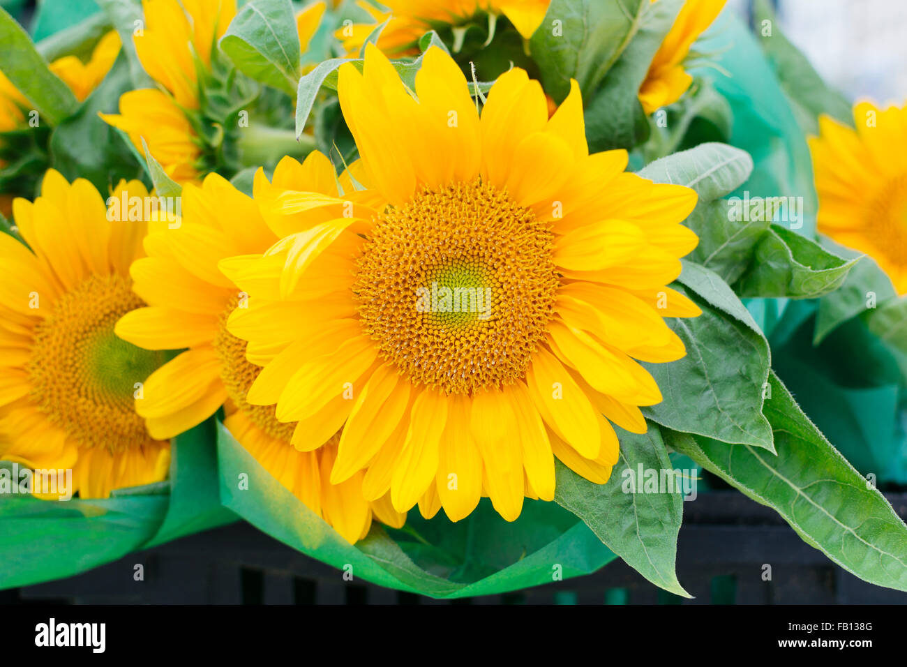 Close up of sunflower hi-res stock photography and images - Alamy