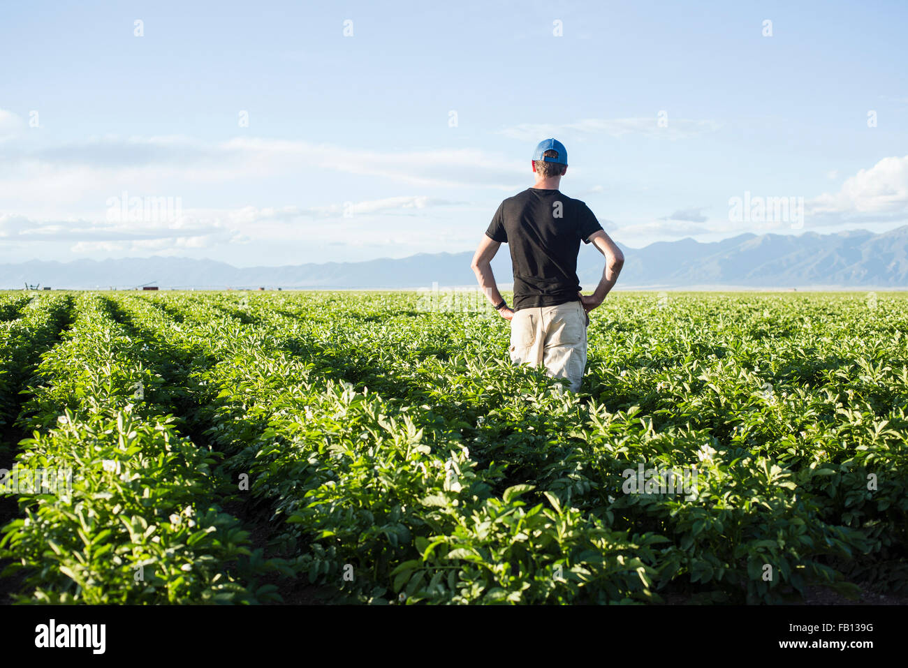 Rear view of mature man standing in field Stock Photo