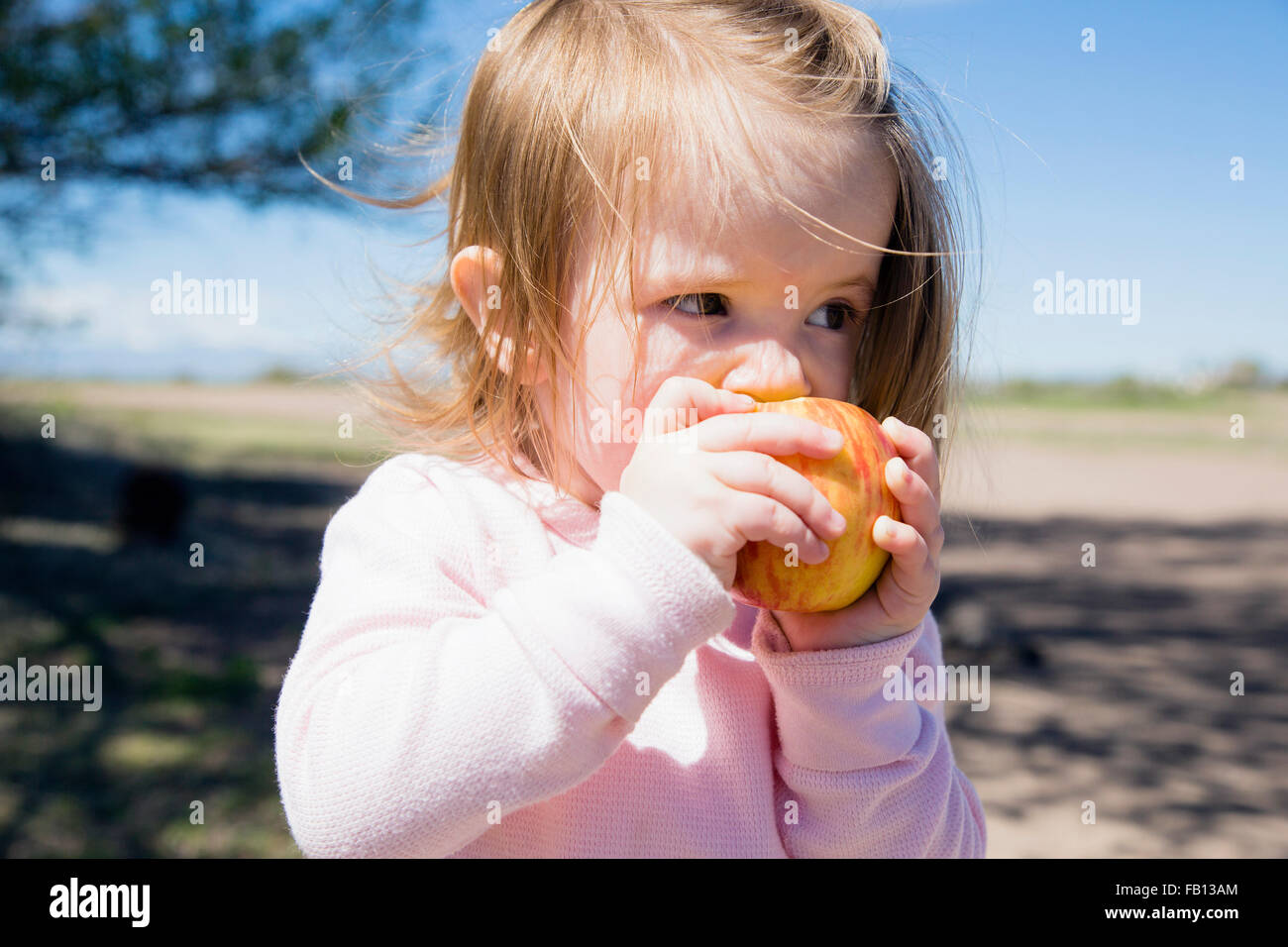 Portrait of girl (2-3) eating apple Stock Photo