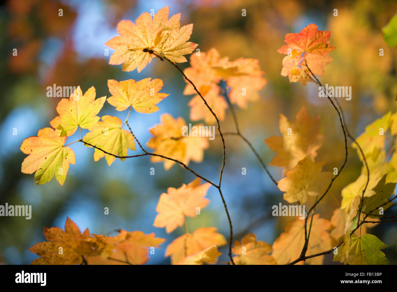 Yellow leaves hi-res stock photography and images - Alamy