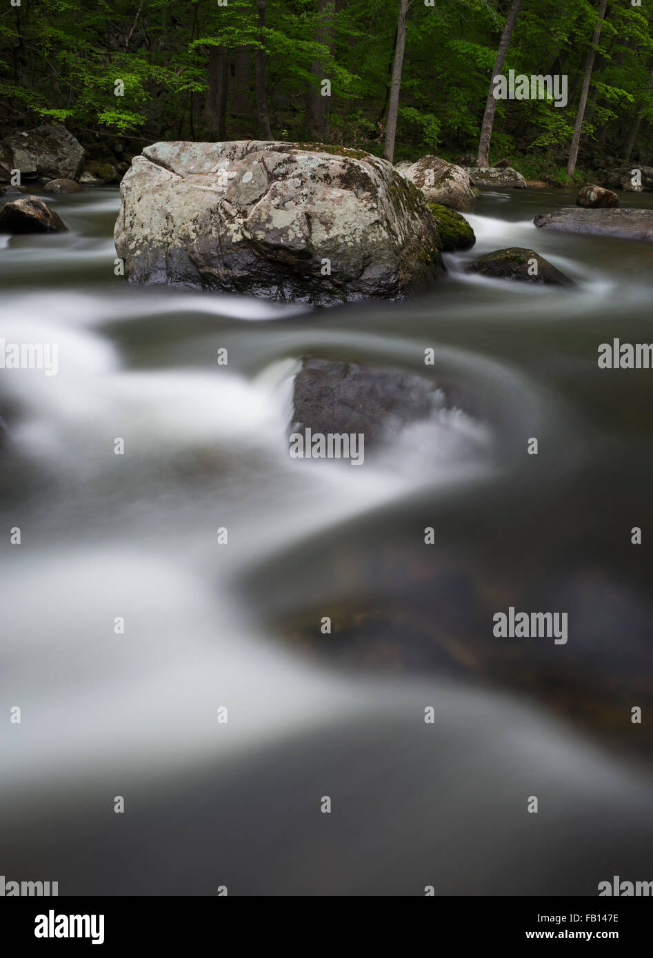 Stream with boulder in middle in forest Stock Photo - Alamy