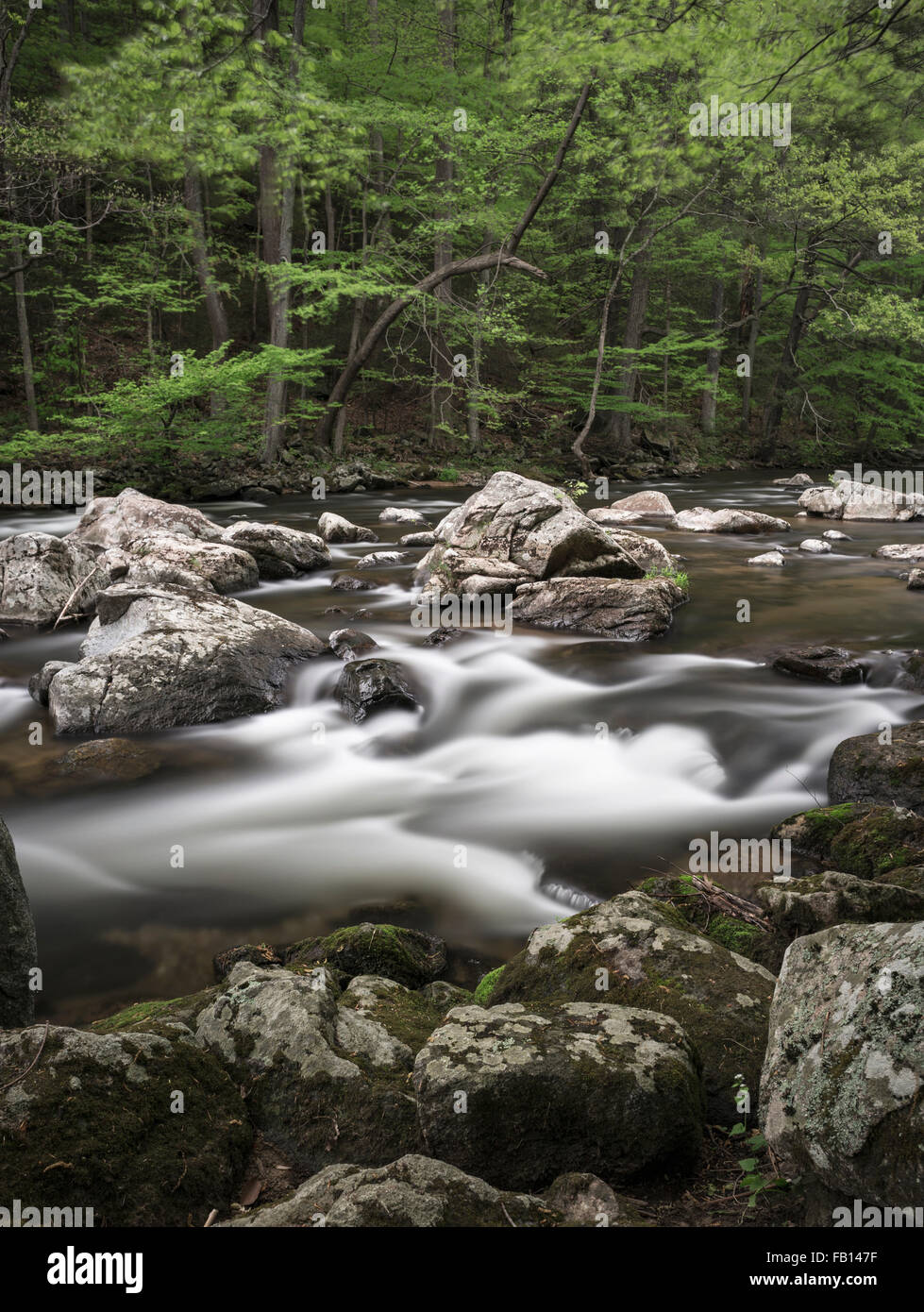 River flowing through forest hi-res stock photography and images - Alamy