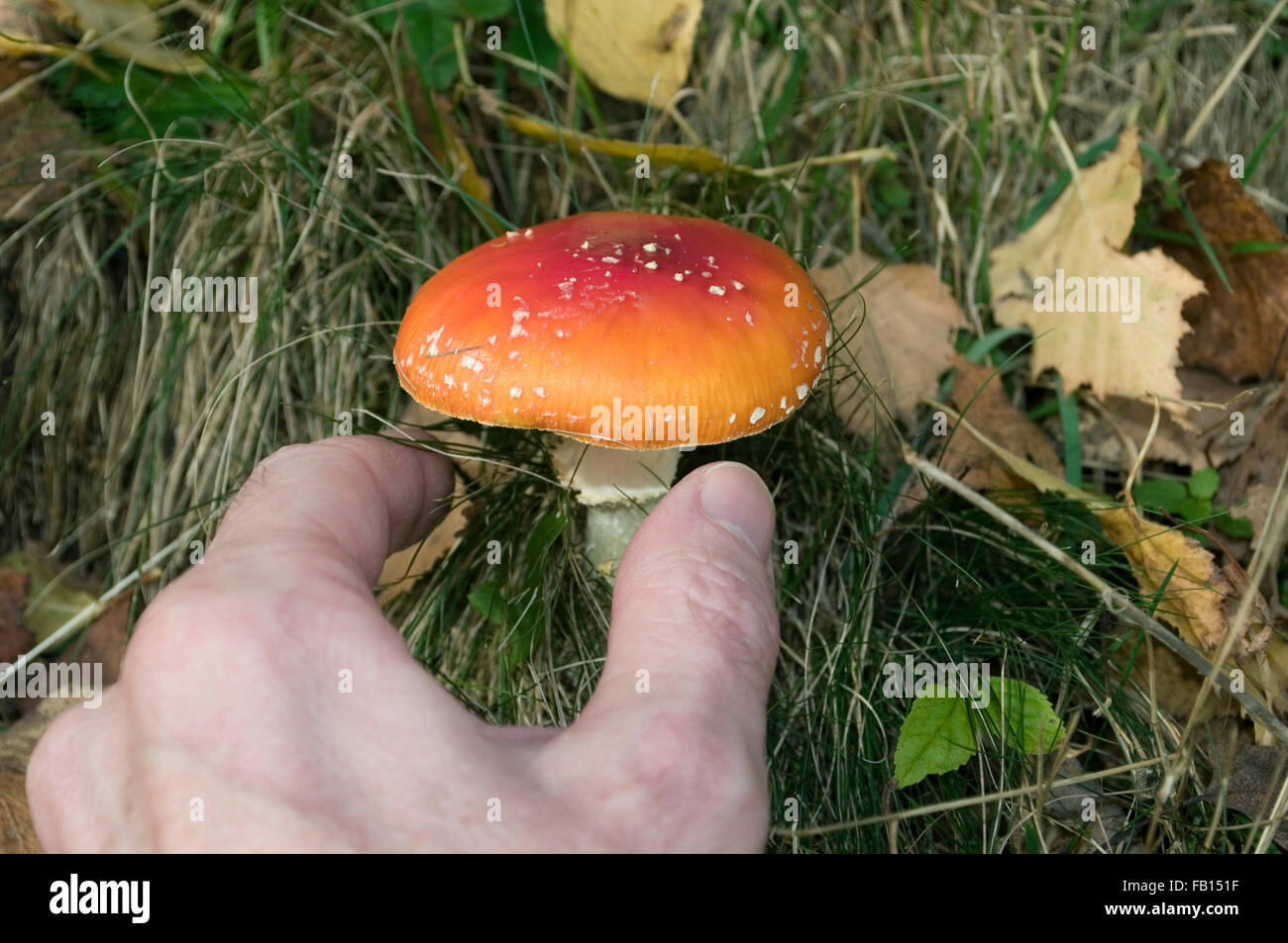 Hand picking a poisonous mushroom Stock Photo
