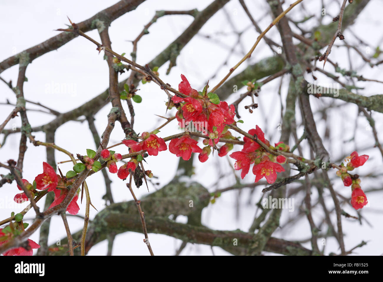 red camellia flowers in winter Stock Photo Alamy