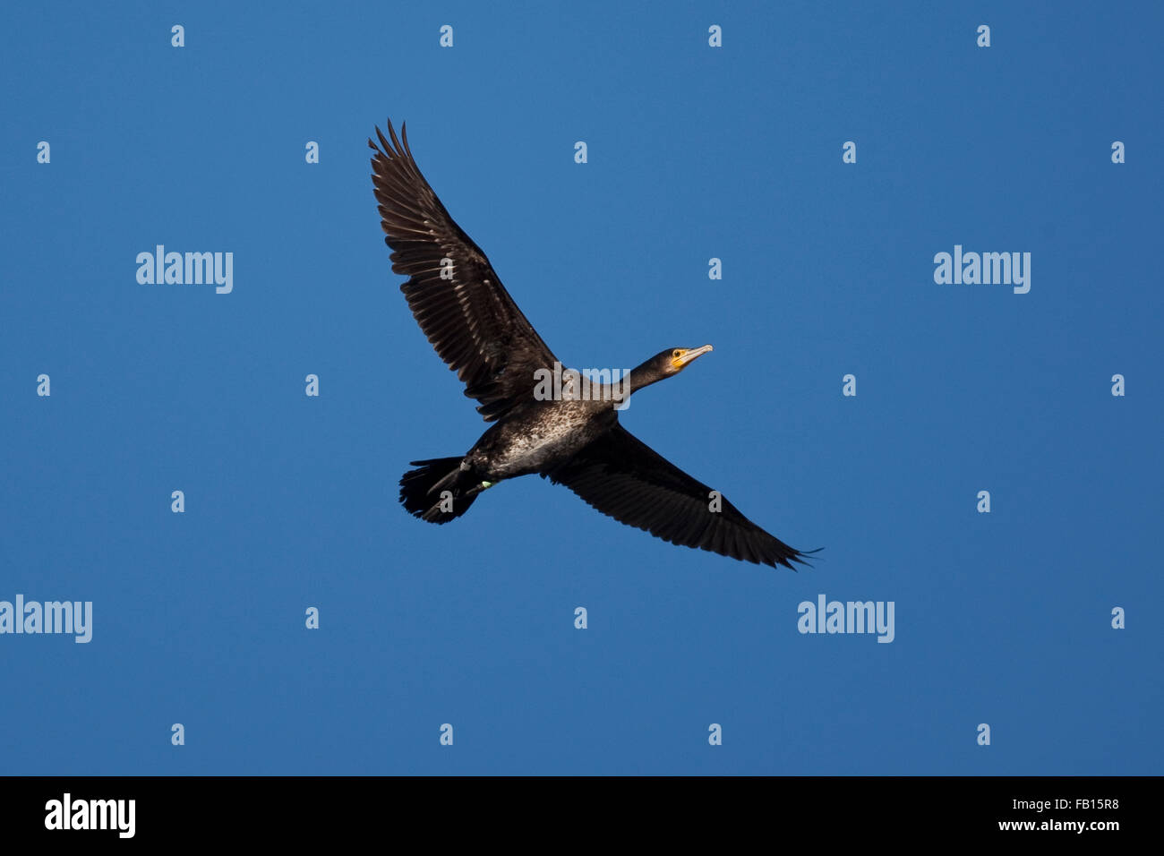 Great Cormorant, Grand Cormoran, flight, Kormoran im Flug vor blauem Himmel, Flugbild, Phalacrocorax carbo Stock Photo