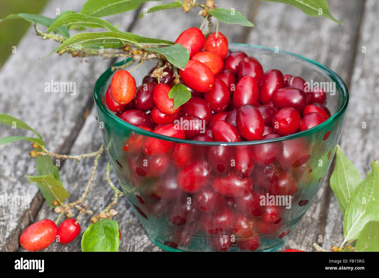 Cornelian Cherry, fruit, Kornelkirsche, Kornel-Kirsche, Kornellkirsche, Kornel, Früchte, Frucht, Cornus mas, Cornouiller mâle Stock Photo