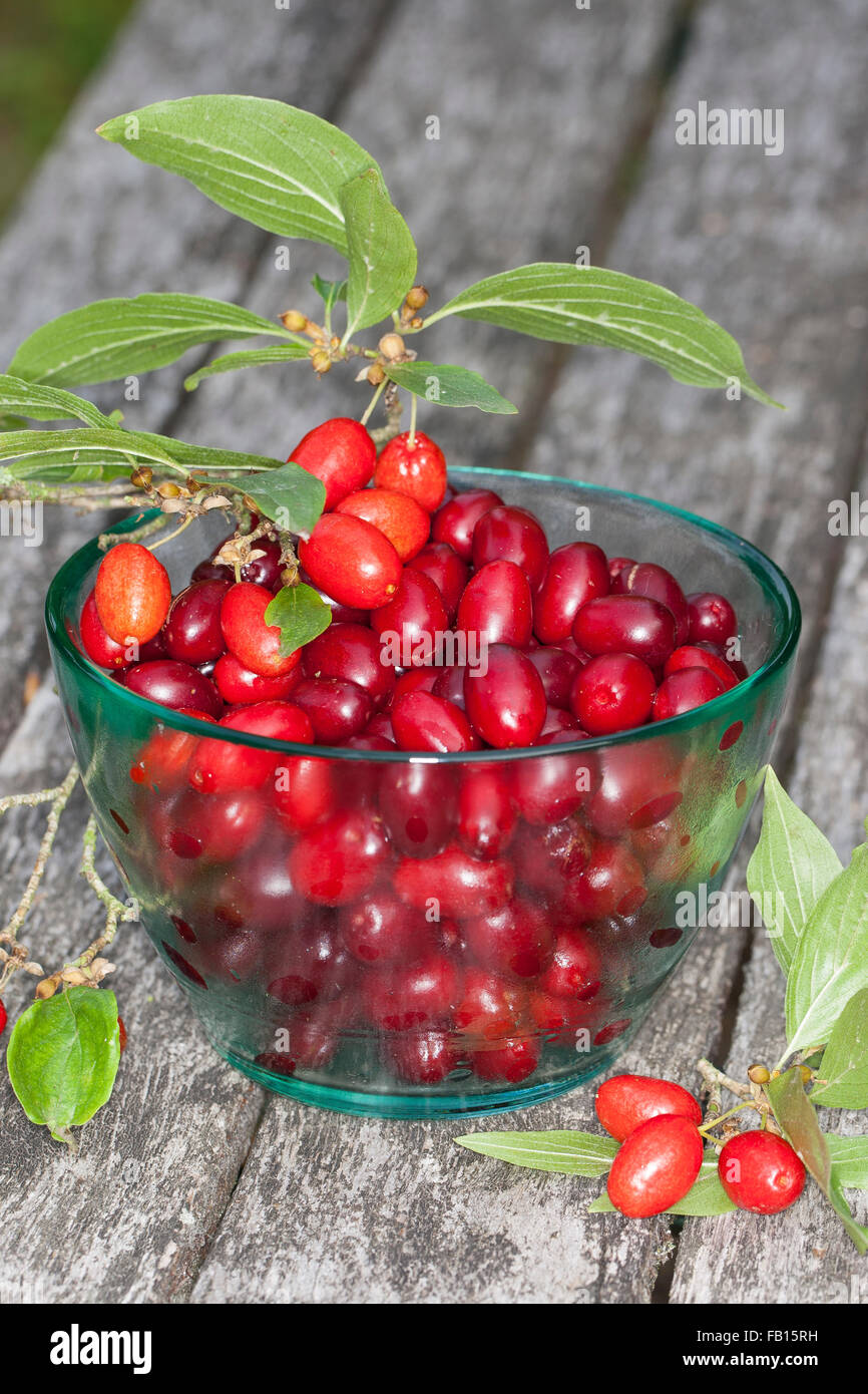 Cornelian Cherry, fruit, Kornelkirsche, Kornel-Kirsche, Kornellkirsche, Kornel, Früchte, Frucht, Cornus mas, Cornouiller mâle Stock Photo