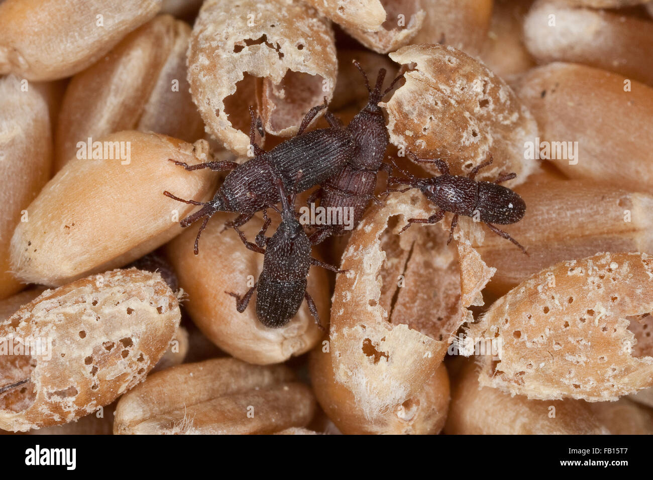 Wheat weevil, granary weevil, grain weevil, Schwarzer Kornkäfer