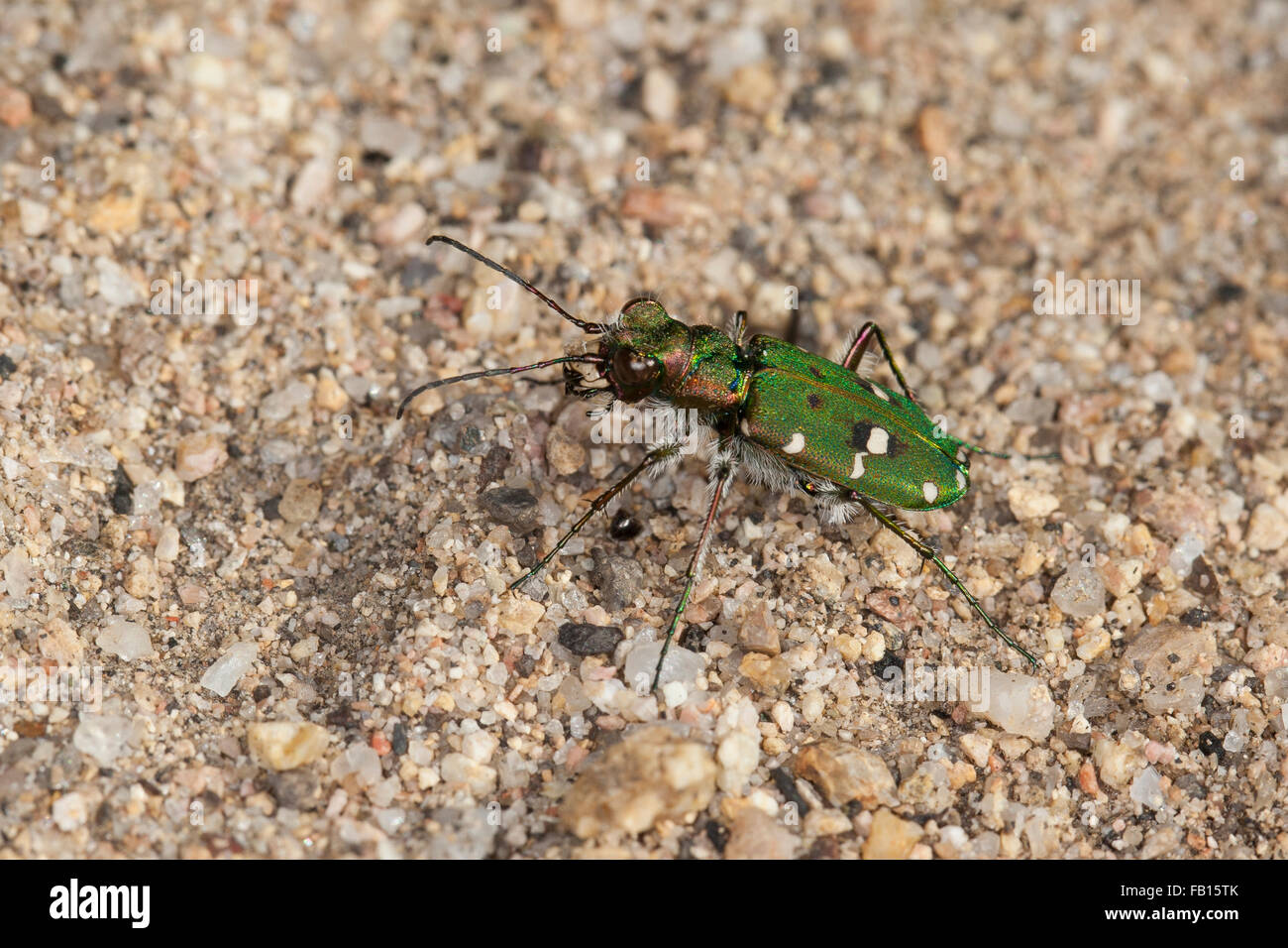 Corsican green tiger beetle, Korsischer Feld-Sandlaufkäfer, Korsischer Feldsandläufer, Cicindela campestris corsicana Stock Photo