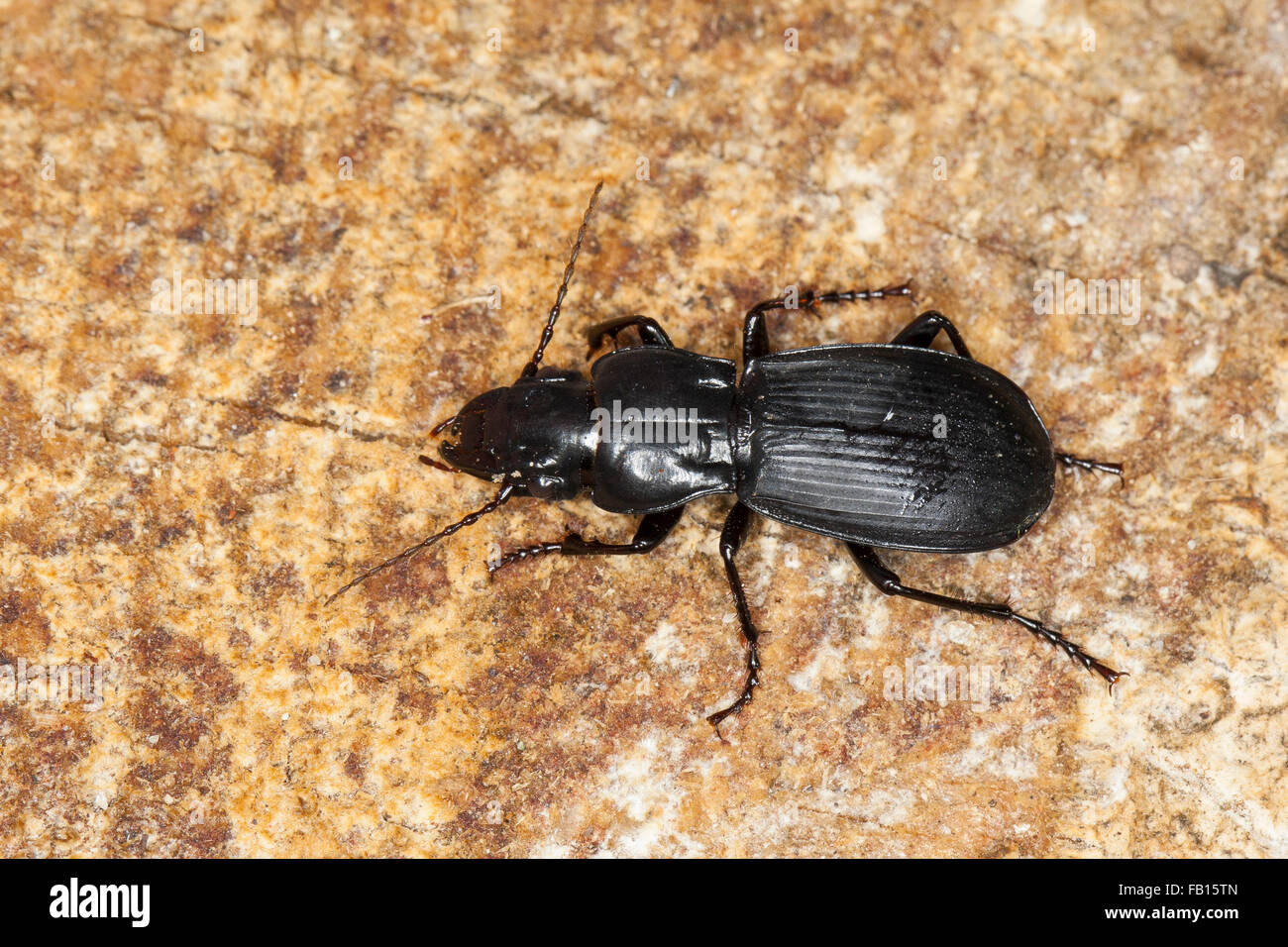 Ground beetle, Korsischer Laufkäfer, Percus corsicus, Korsika, Corsica Stock Photo