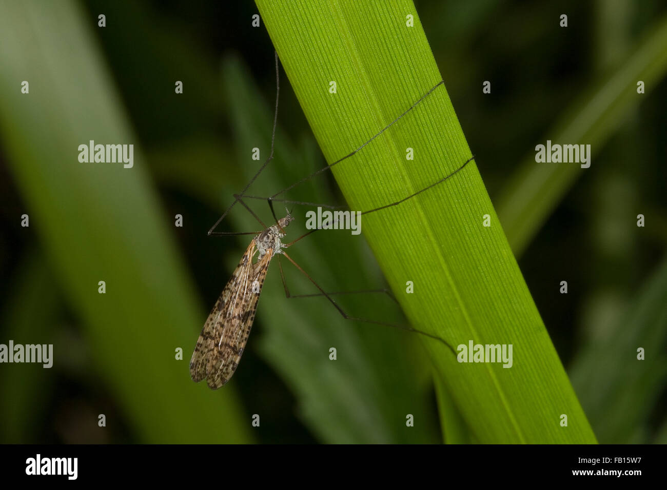 Short-palped cranefly, Stelzmücke, Sumpfmücke, Limnophila spec., Stelzmücken, Sumpfmücken, Limoniidae, short-palped craneflies Stock Photo