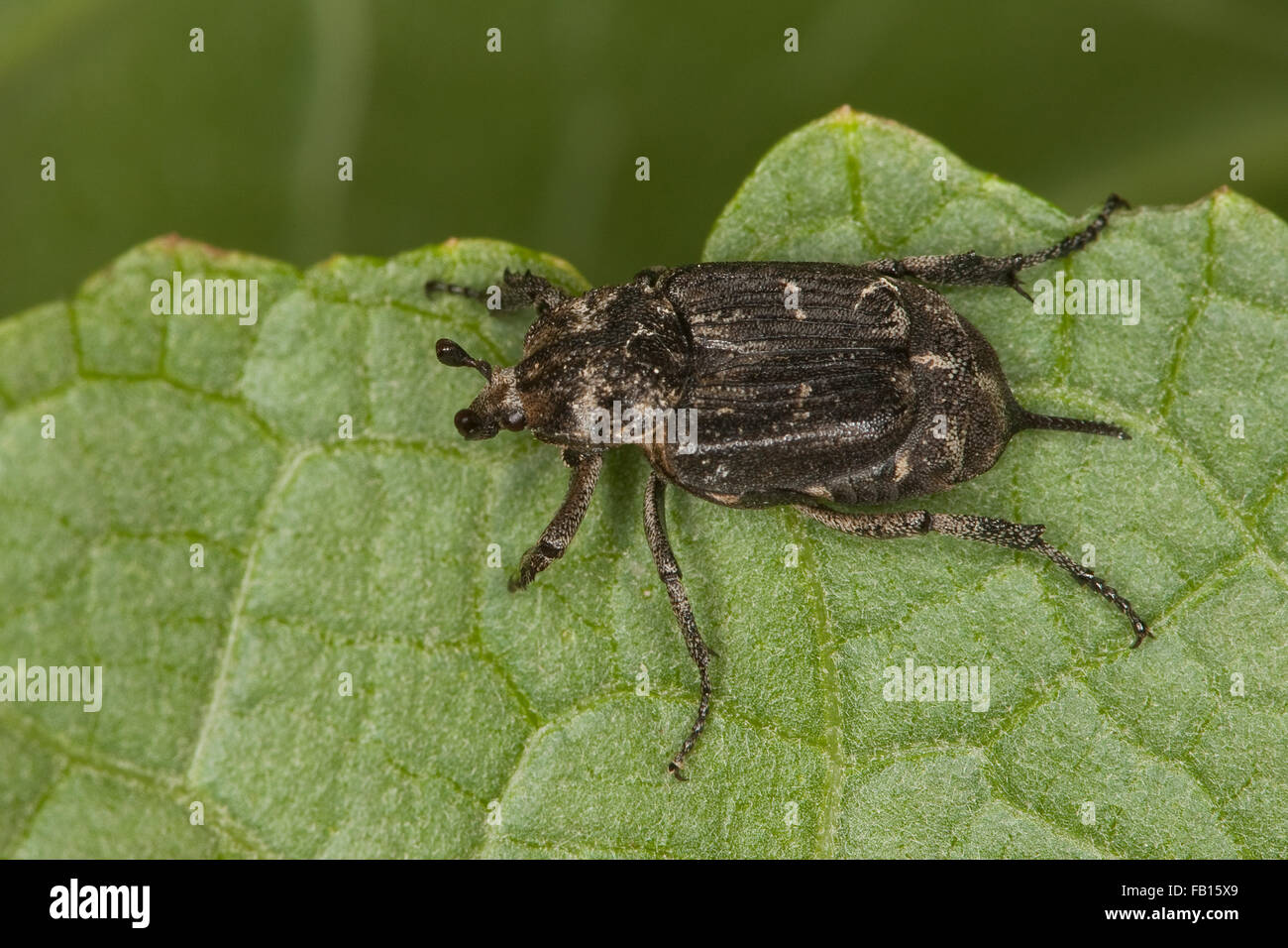 Checkered beetle, male, Stolperkäfer, Stolper-Käfer, Männchen, Valgus hemipterus, Scarabaeus hemipterus Stock Photo