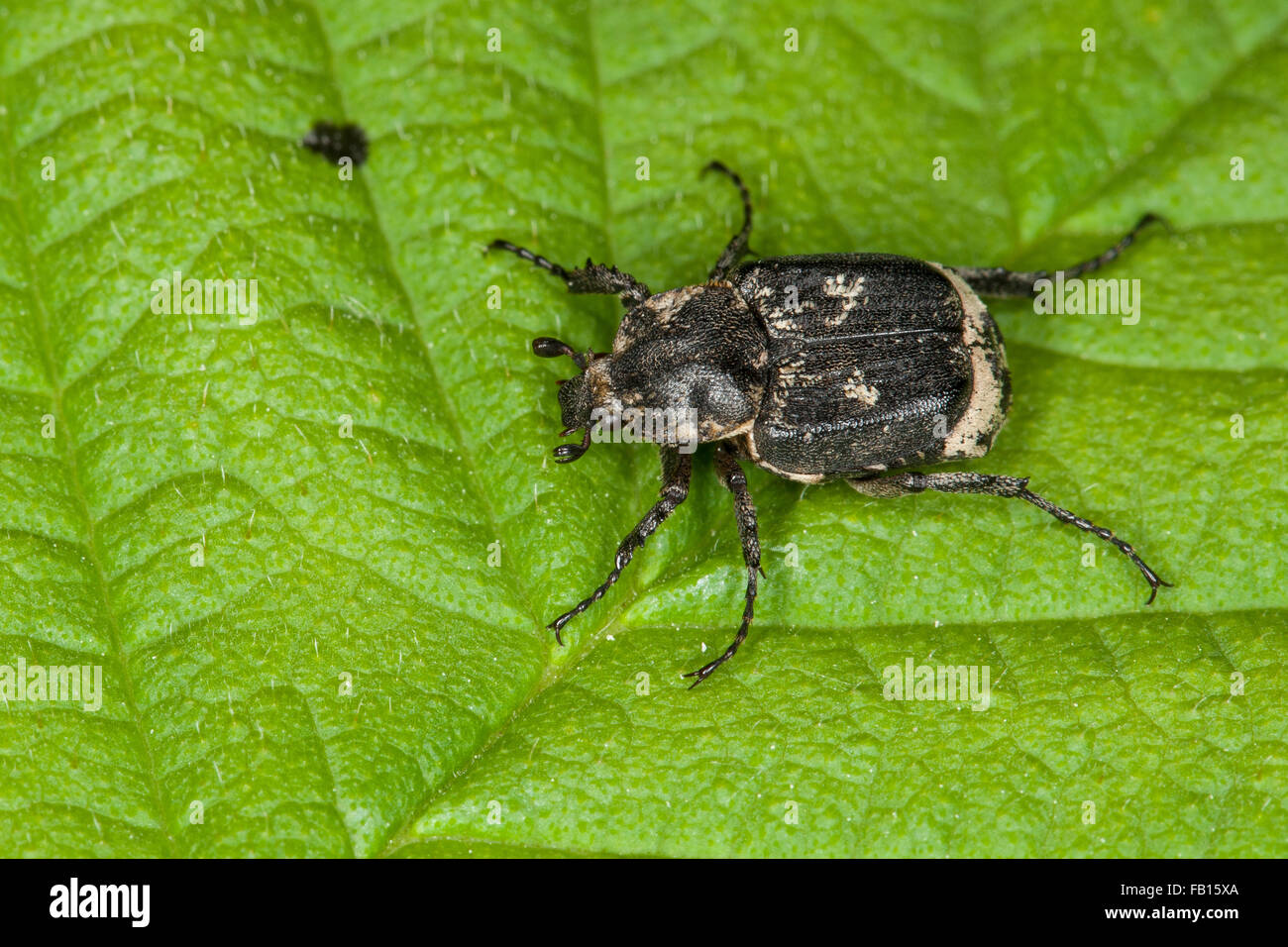 Checkered beetle, male, Stolperkäfer, Stolper-Käfer, Männchen, Valgus hemipterus, Scarabaeus hemipterus Stock Photo