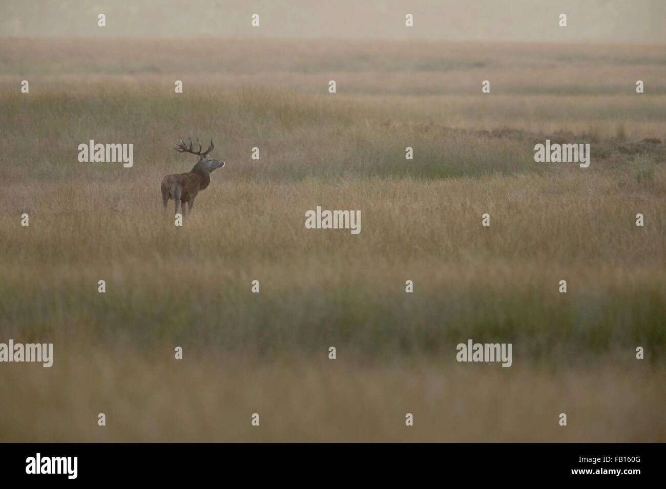 European Red Deer / Rothirsch ( Cervus elaphus ) in wide steppe, wonderful atmospheric light, stands in typical surrounding. Stock Photo