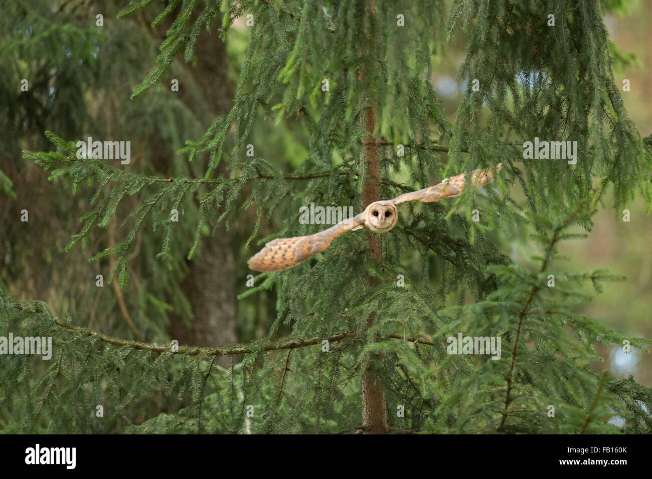 Barn Owl / Schleiereule ( Tyto alba ) takes off from the edge of a coniferous forest for hunting flight. Stock Photo