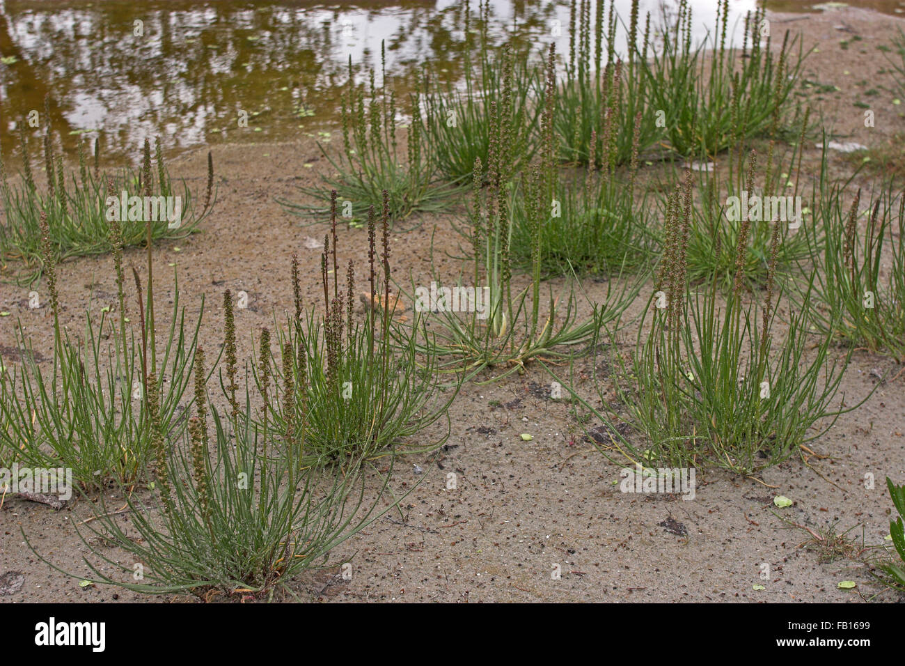 Sea Arrowgrass, seaside arrowgrass, Strand-Dreizack, Dreizack, Stranddreizack, Salz-Dreizack, Triglochin maritimum Stock Photo