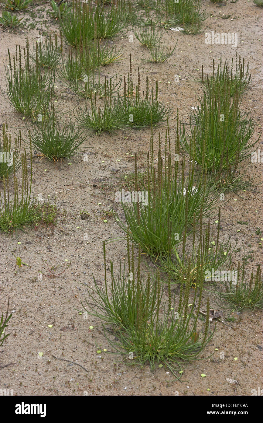 Sea Arrowgrass, seaside arrowgrass, Strand-Dreizack, Dreizack, Stranddreizack, Salz-Dreizack, Triglochin maritimum Stock Photo