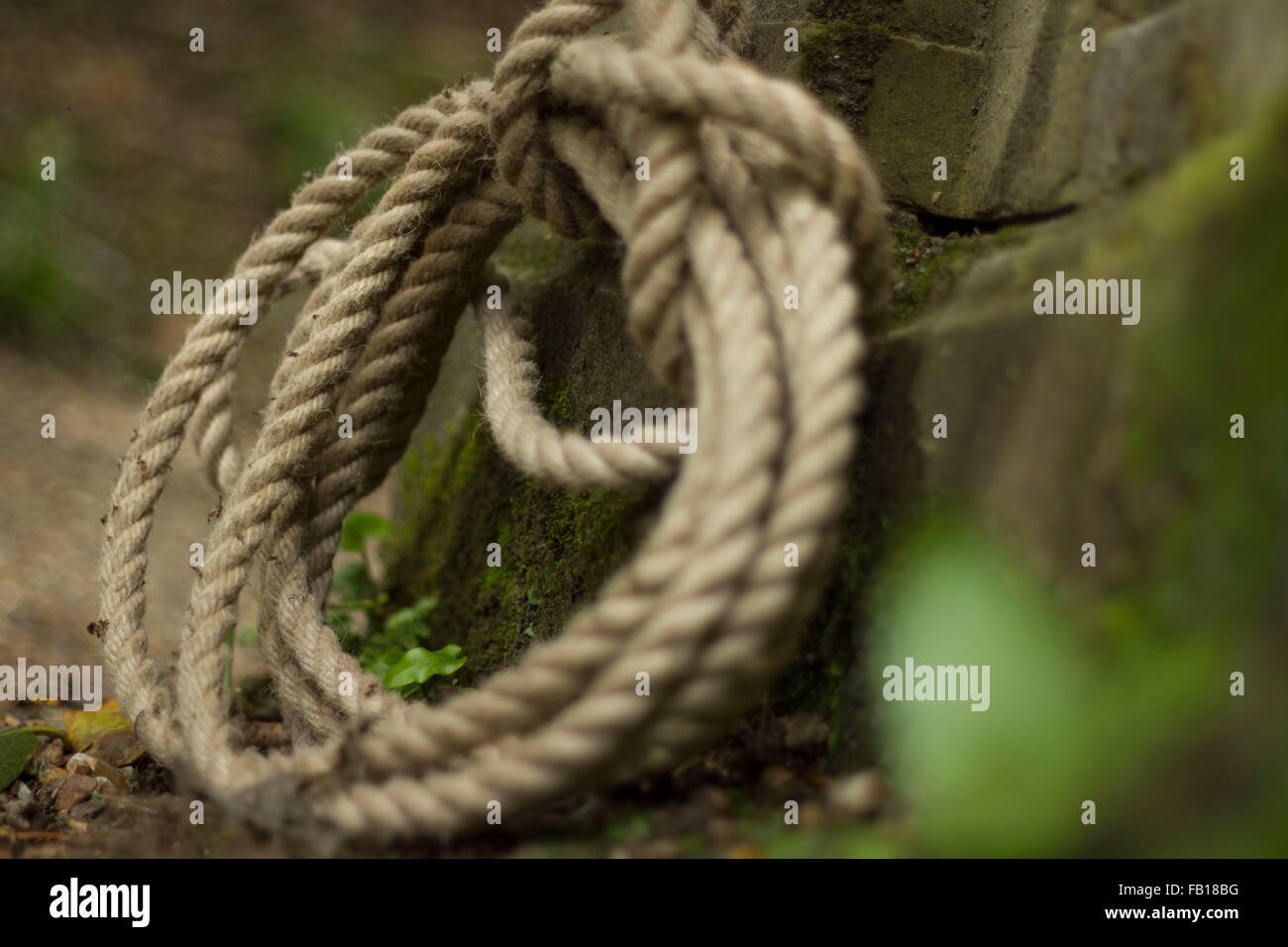 rope on the tree,big, heavy, hemp, knot, manila, rope, tied Stock Photo