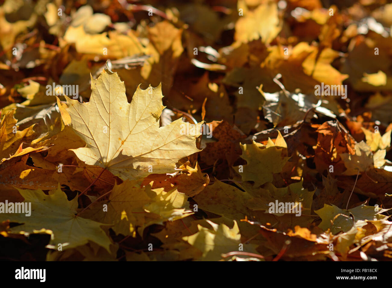 Leaf fall carpet leaves hi-res stock photography and images - Alamy