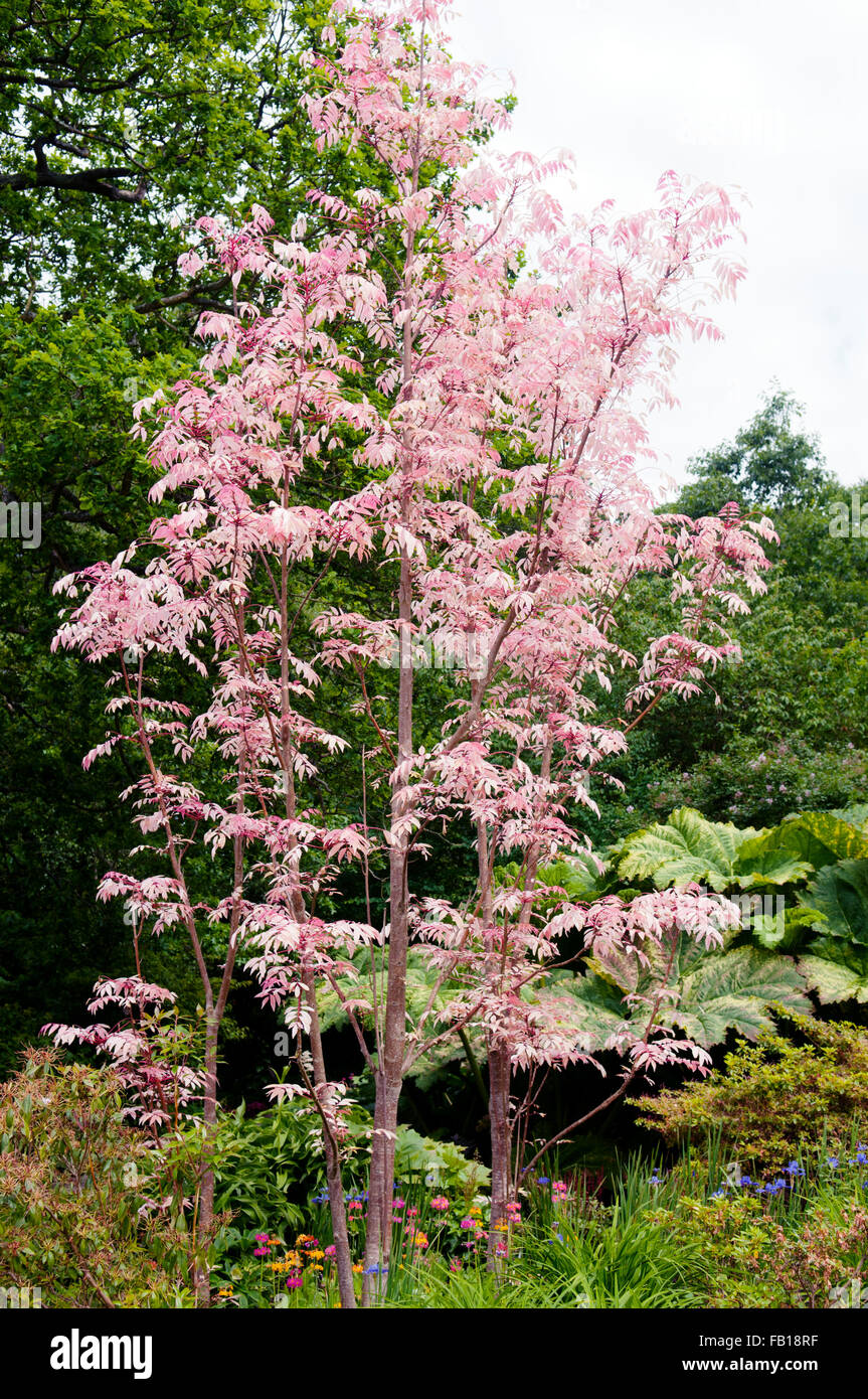 TOONA sinensis Suren cinese ALBERO FLAMINGO 100-125cm