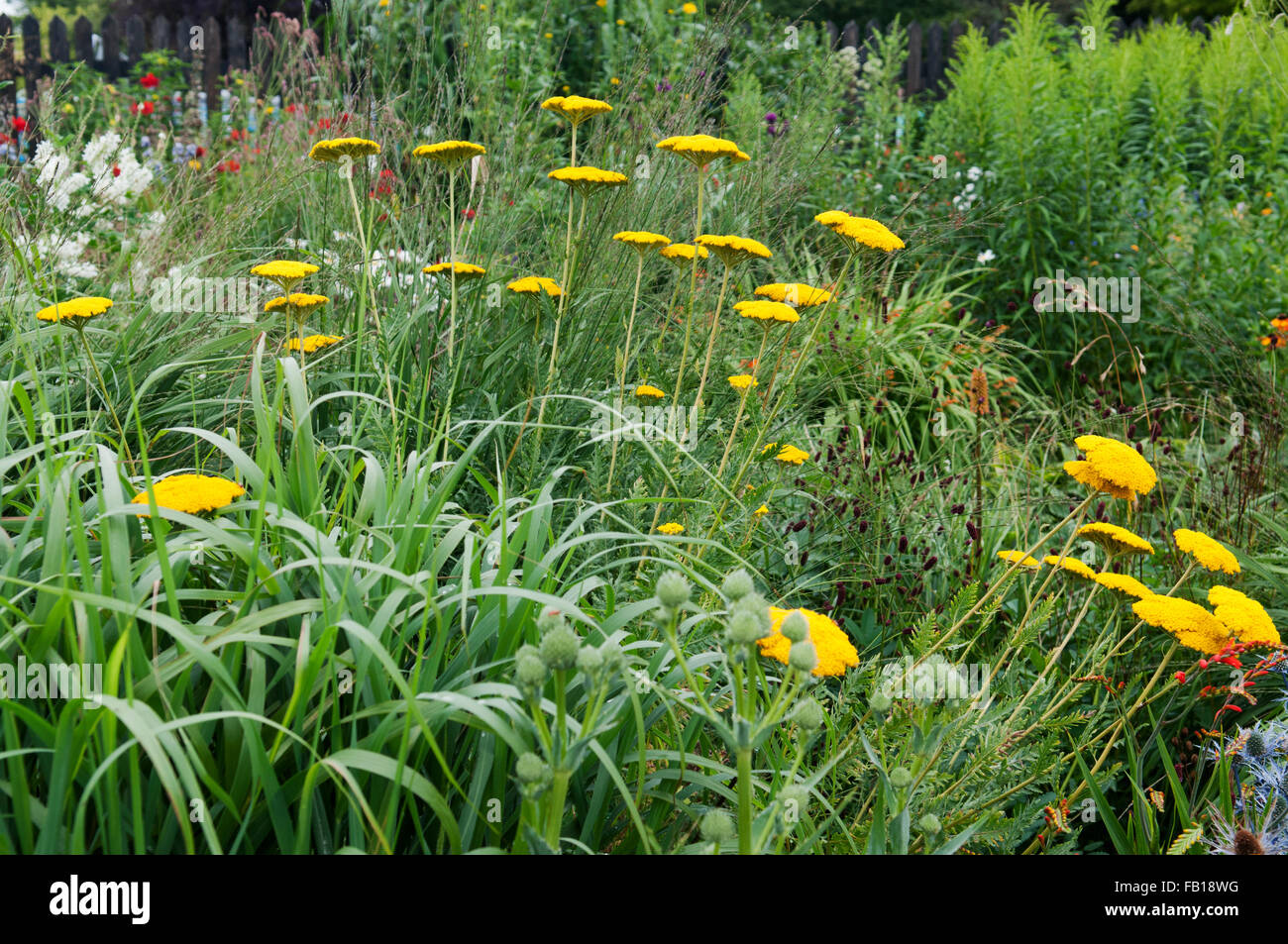 ACHILLEA FILIPENDULA GOLD PLATE Stock Photo