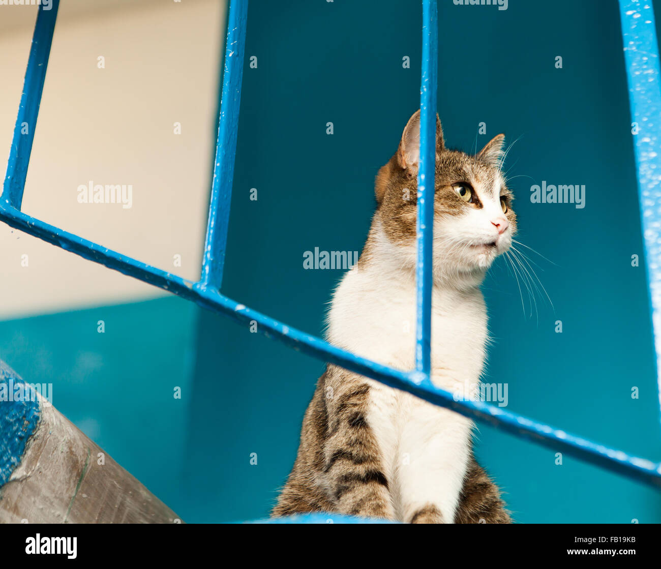 portrait of a tabby cat Stock Photo - Alamy