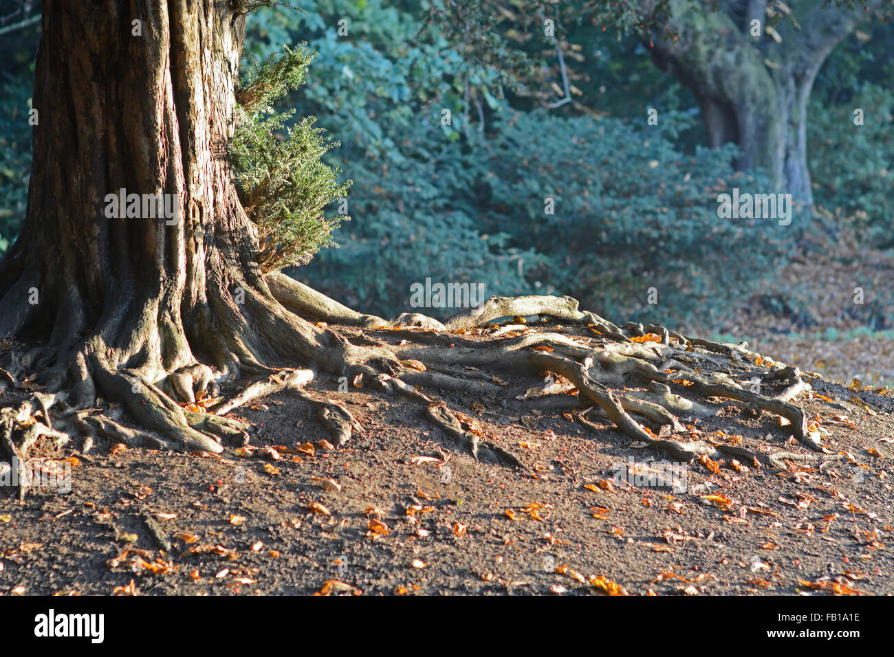 Tree roots exposed, in sunlight. Stock Photo