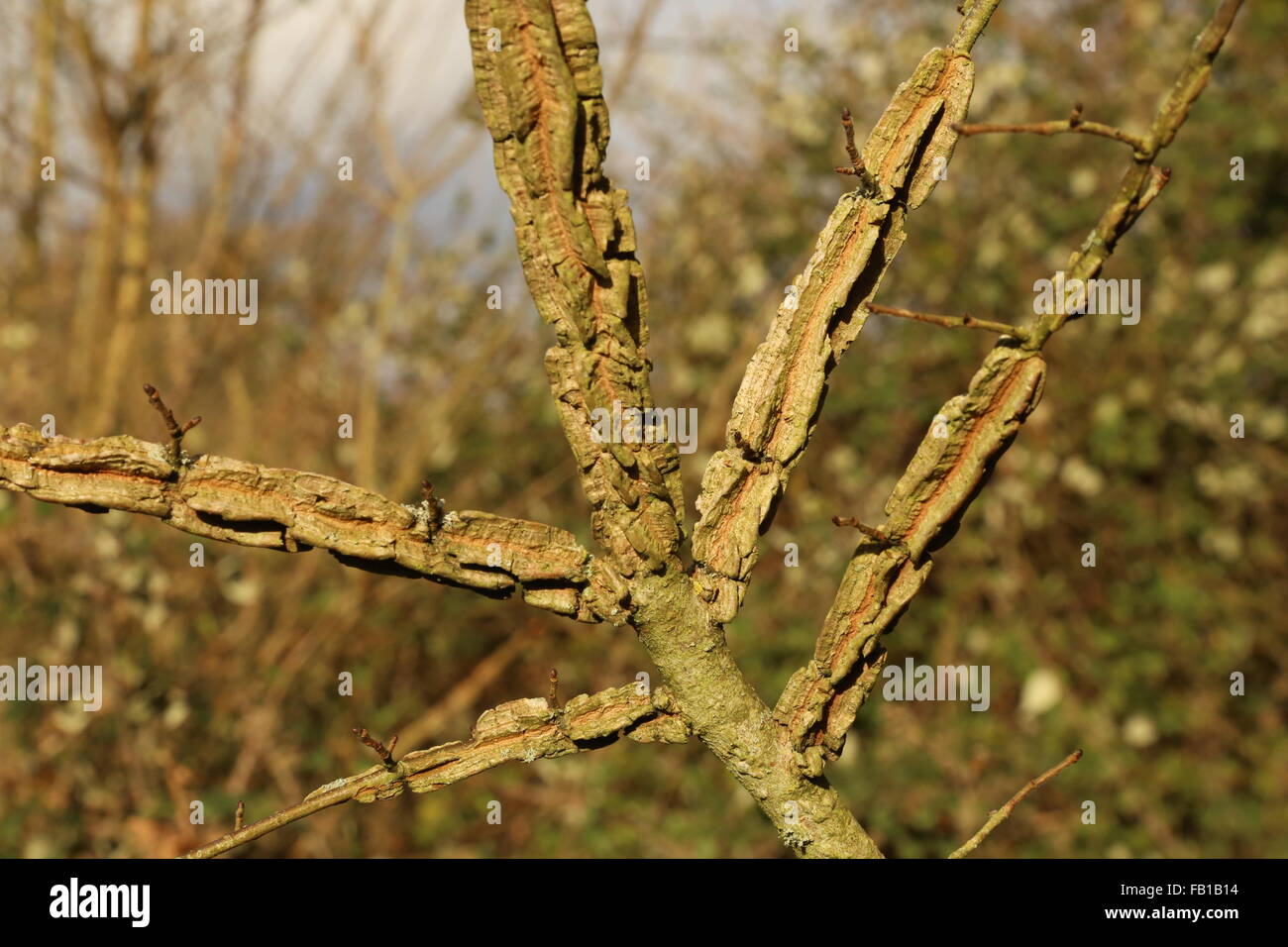 English Elm showing typical wing bark formation (cork formation) Stock Photo