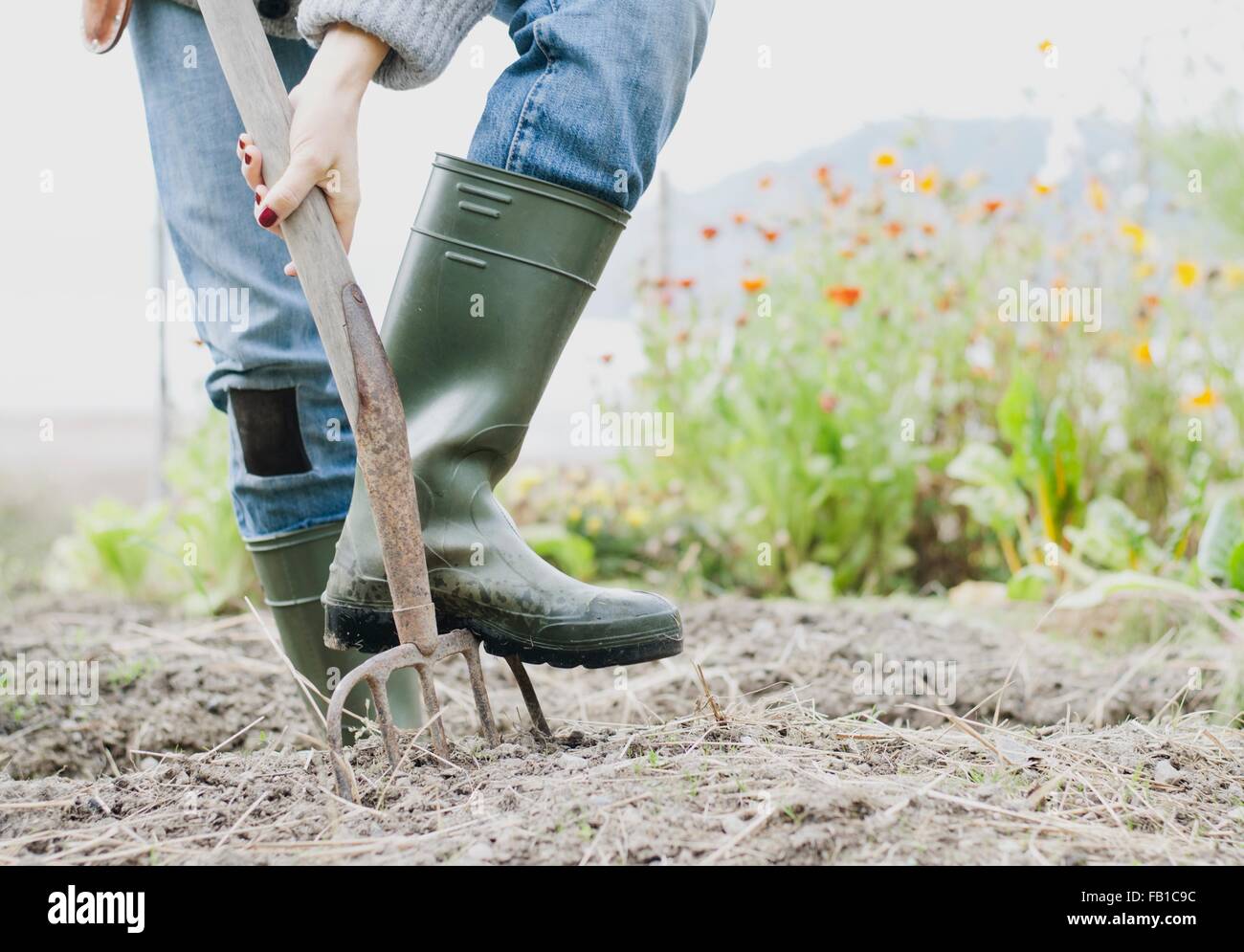 Cropped shot of woman wearing rubber boots digging organic garden with fork Stock Photo