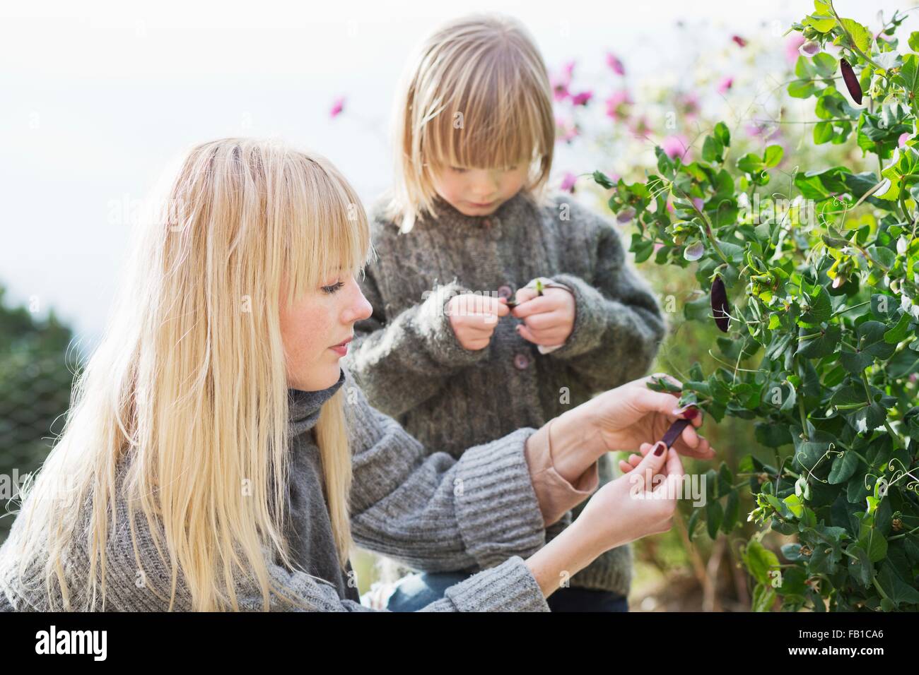 Mid adult woman and son tending bush in organic garden Stock Photo
